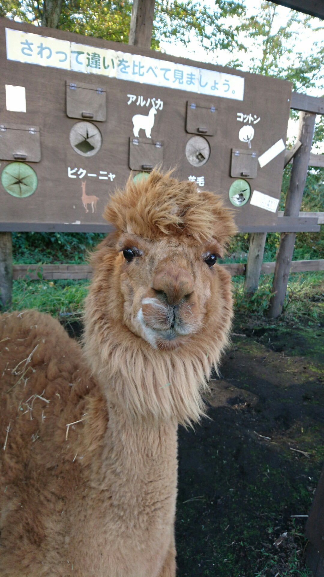 御うな ビーナスライン アルパカちゃん ひこたぬ さんの霧ヶ峰 車山 大笹峰の活動日記 Yamap ヤマップ