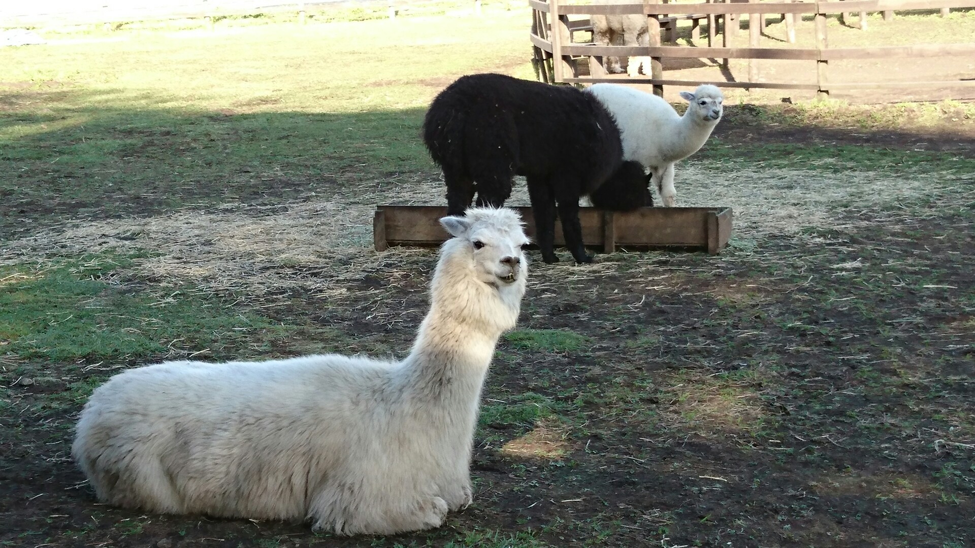 御うな ビーナスライン アルパカちゃん ひこたぬ さんの霧ヶ峰 車山 大笹峰の活動日記 Yamap ヤマップ