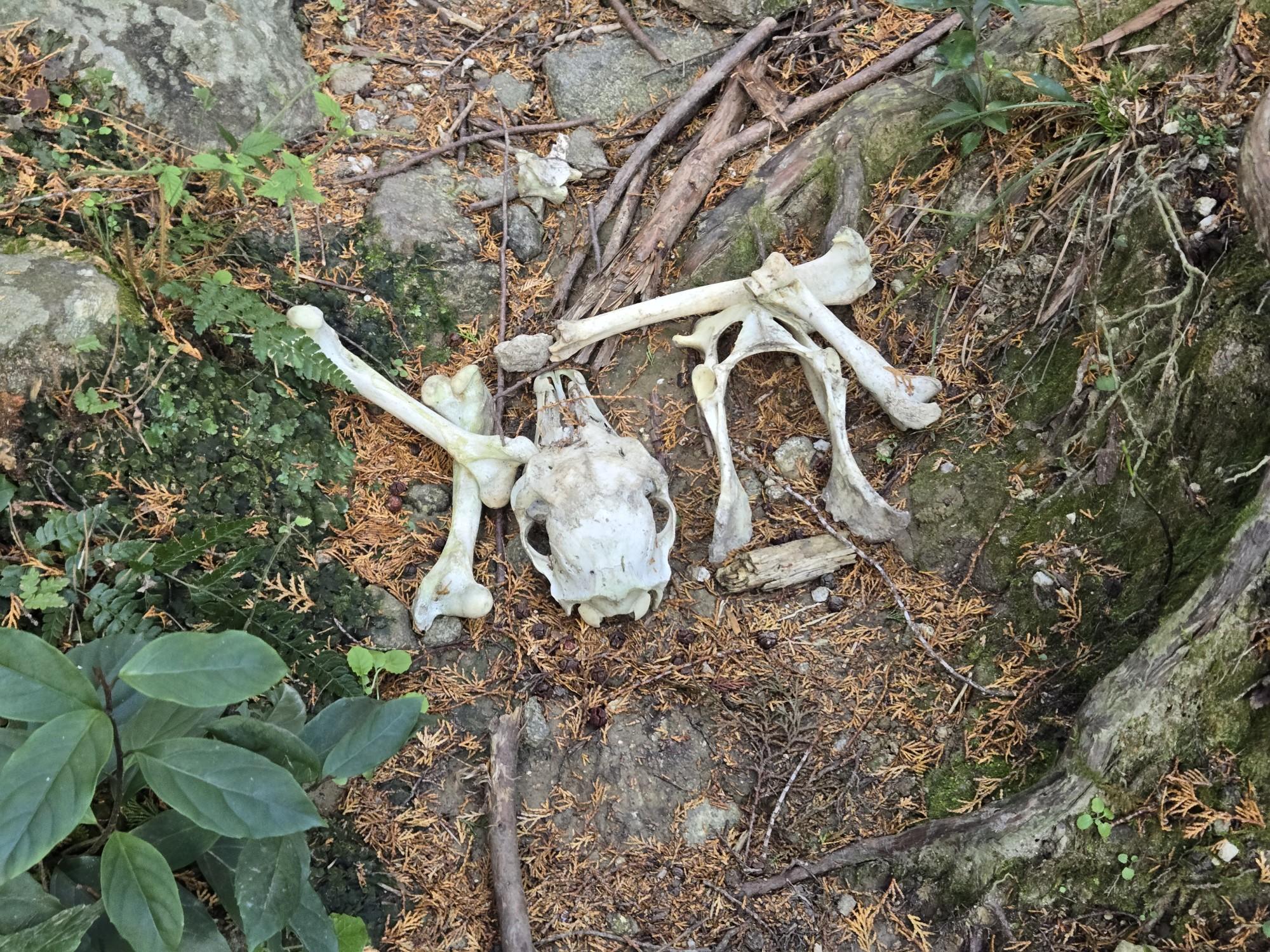 三輪山・巻向山・龍王山 何かの骨⁉️。