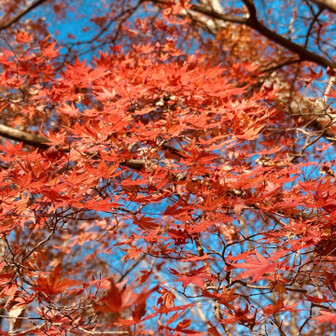 ここにも色づいた木々が…