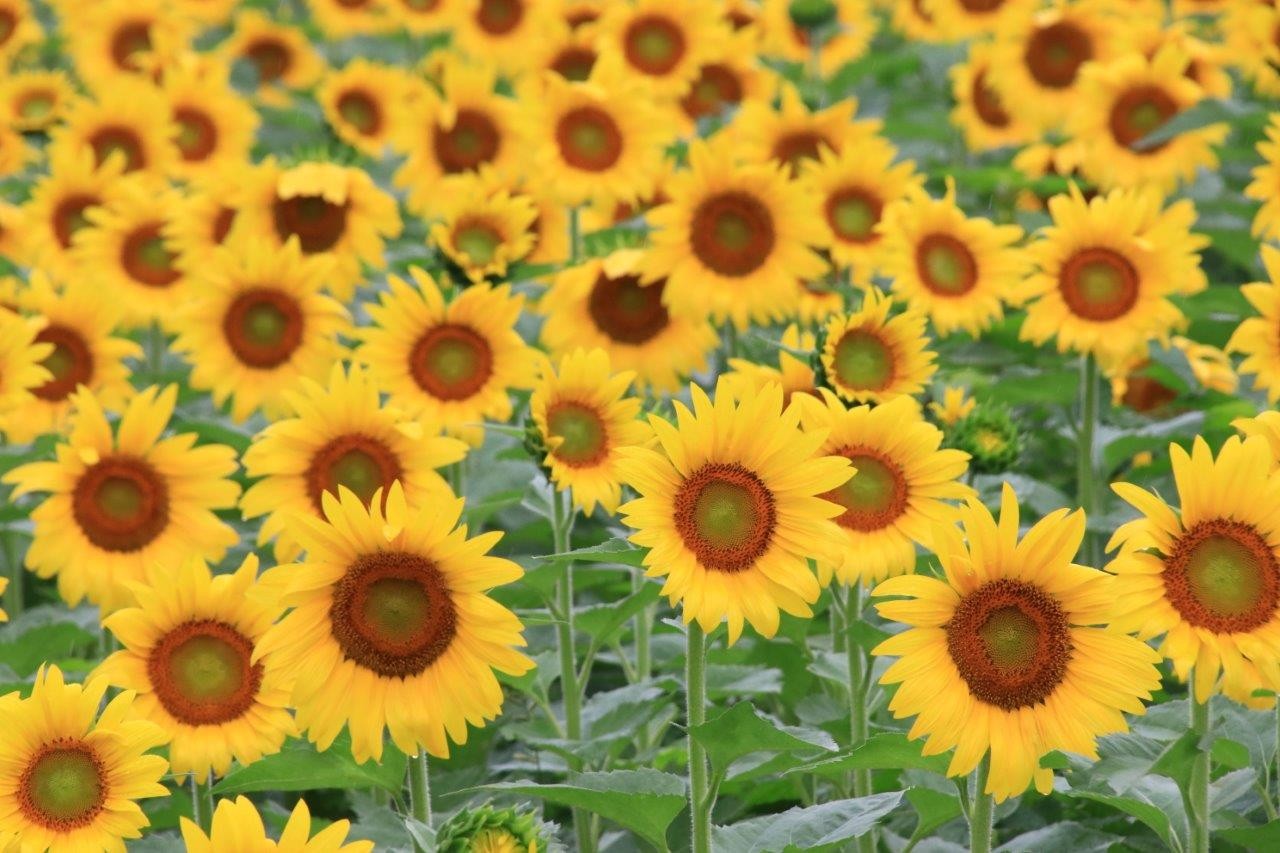 まんのう町ひまわり畑 香川県 07 04 Iwaちゃんさんの四国遍路その19の活動データ Yamap ヤマップ