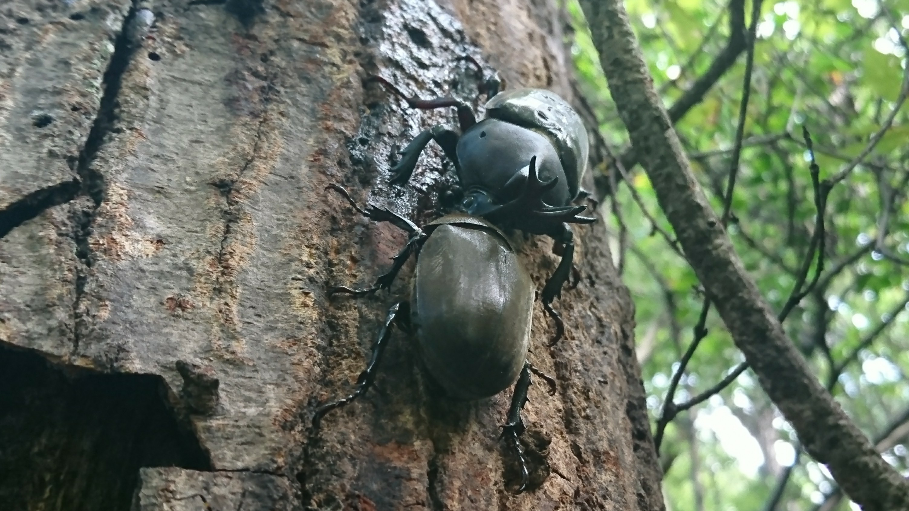 カブトムシ祭り 西尾茶臼山 ともさんの茶臼山 万灯山の活動データ Yamap ヤマップ