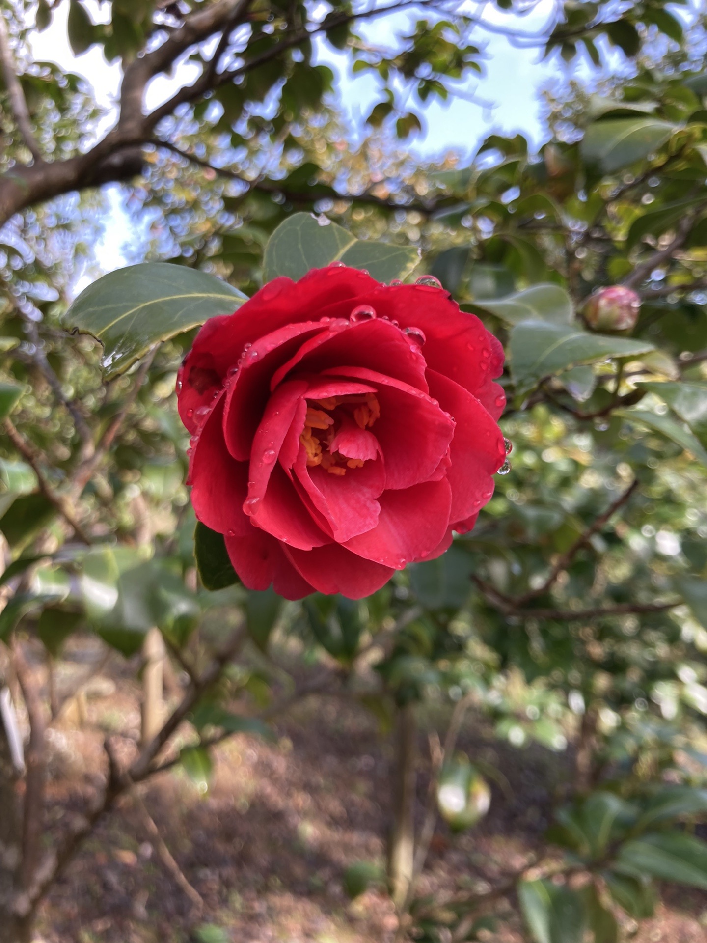 舞鶴にツバキ目当てで Let Sドライブ ウォーキング Mon21さんの多祢山 空山の活動日記 Yamap ヤマップ
