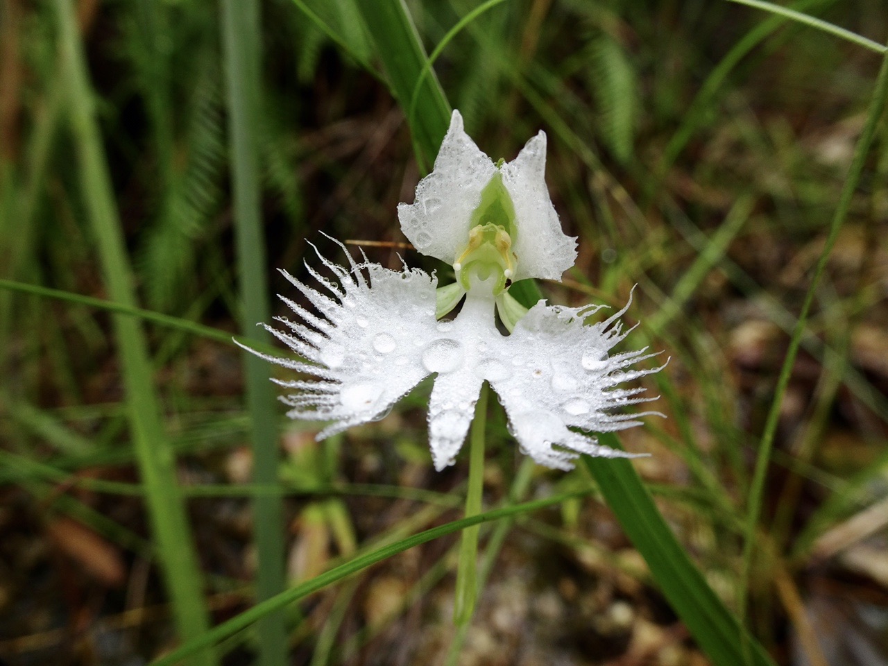 夏の白い妖精 に会いたくて 21 08 Naoさんの三上山 鏡山の活動日記 Yamap ヤマップ
