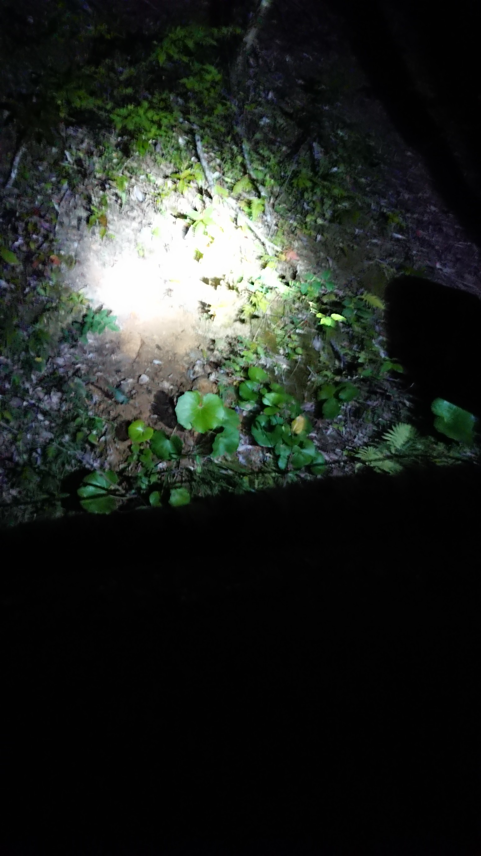 奄美大島 南部 大浜 宮古崎 住用ナイトツアー さとさんの奄美大島 南部 の活動データ Yamap ヤマップ