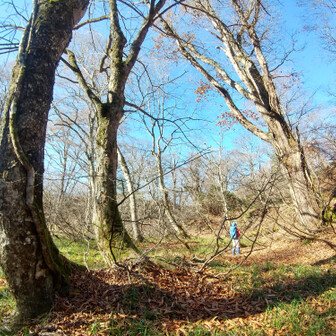 左門岳 左からミズメ、トチノキ、ミズナラ