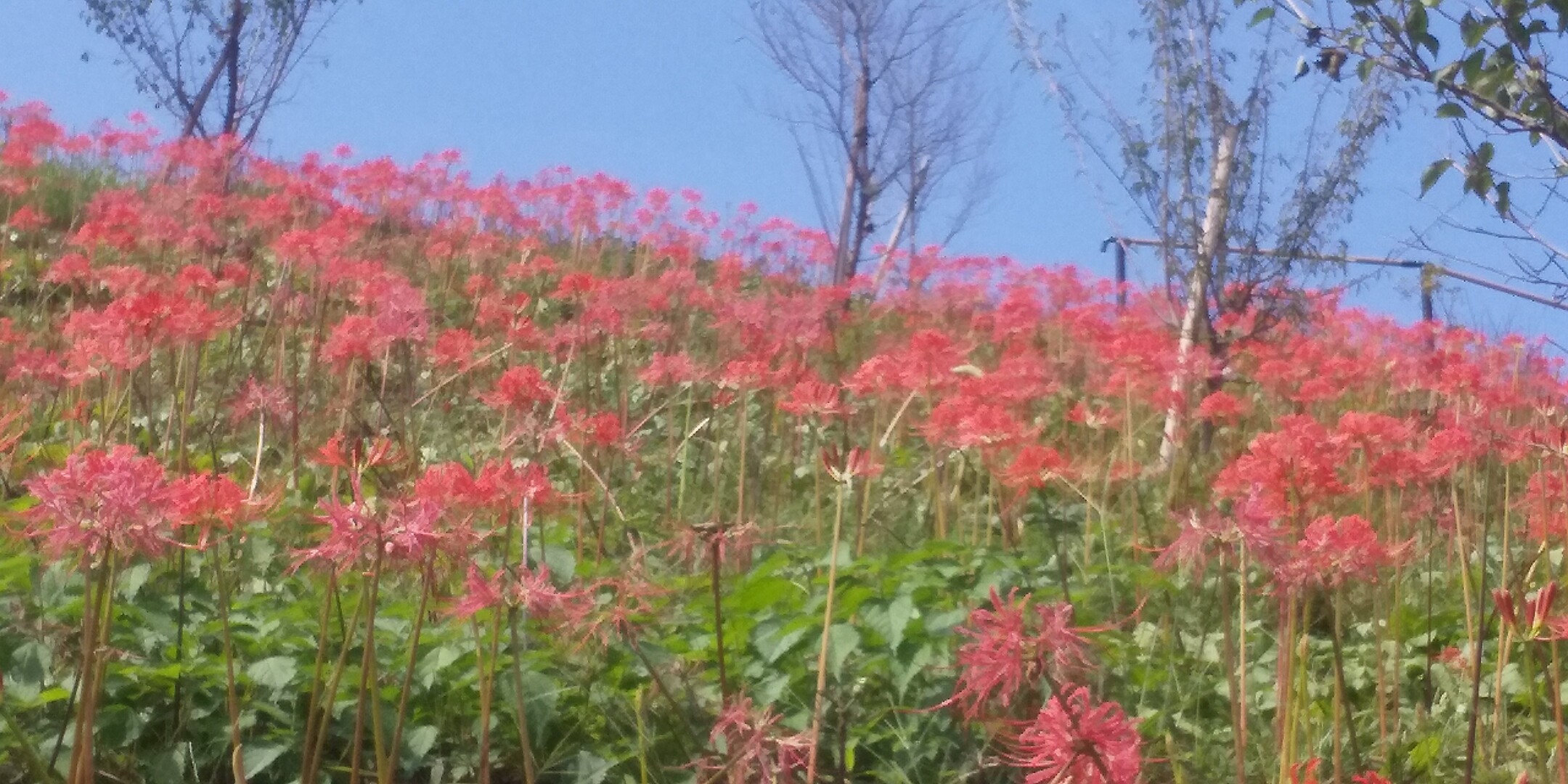 梅の公園の曼珠沙華 09 22 ぽこぽこさんの青梅市の活動データ Yamap ヤマップ