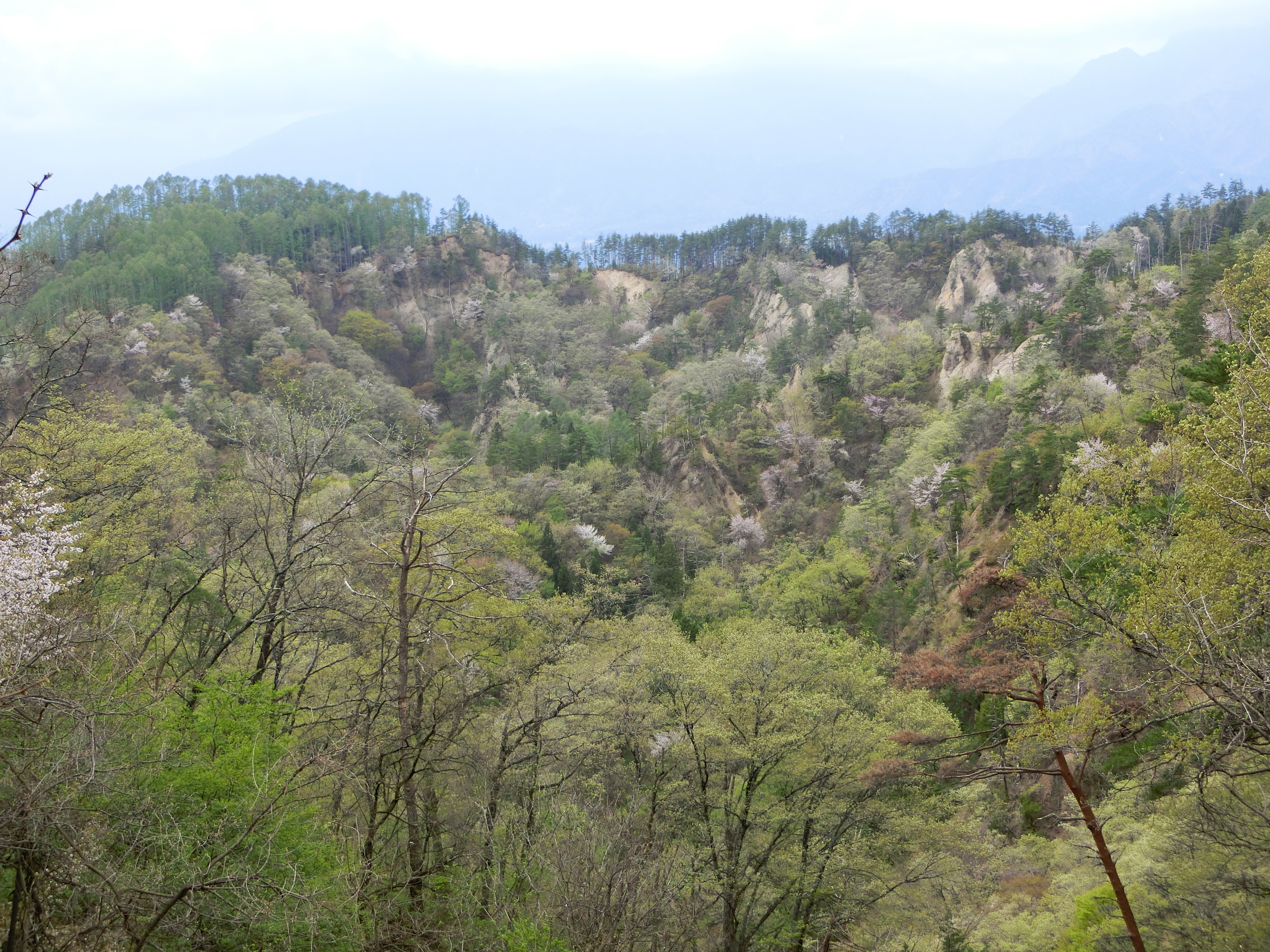 陸郷桜仙峡 新緑ウオーキング Tadmさんの大峰高原 鷹狩山の活動データ Yamap ヤマップ