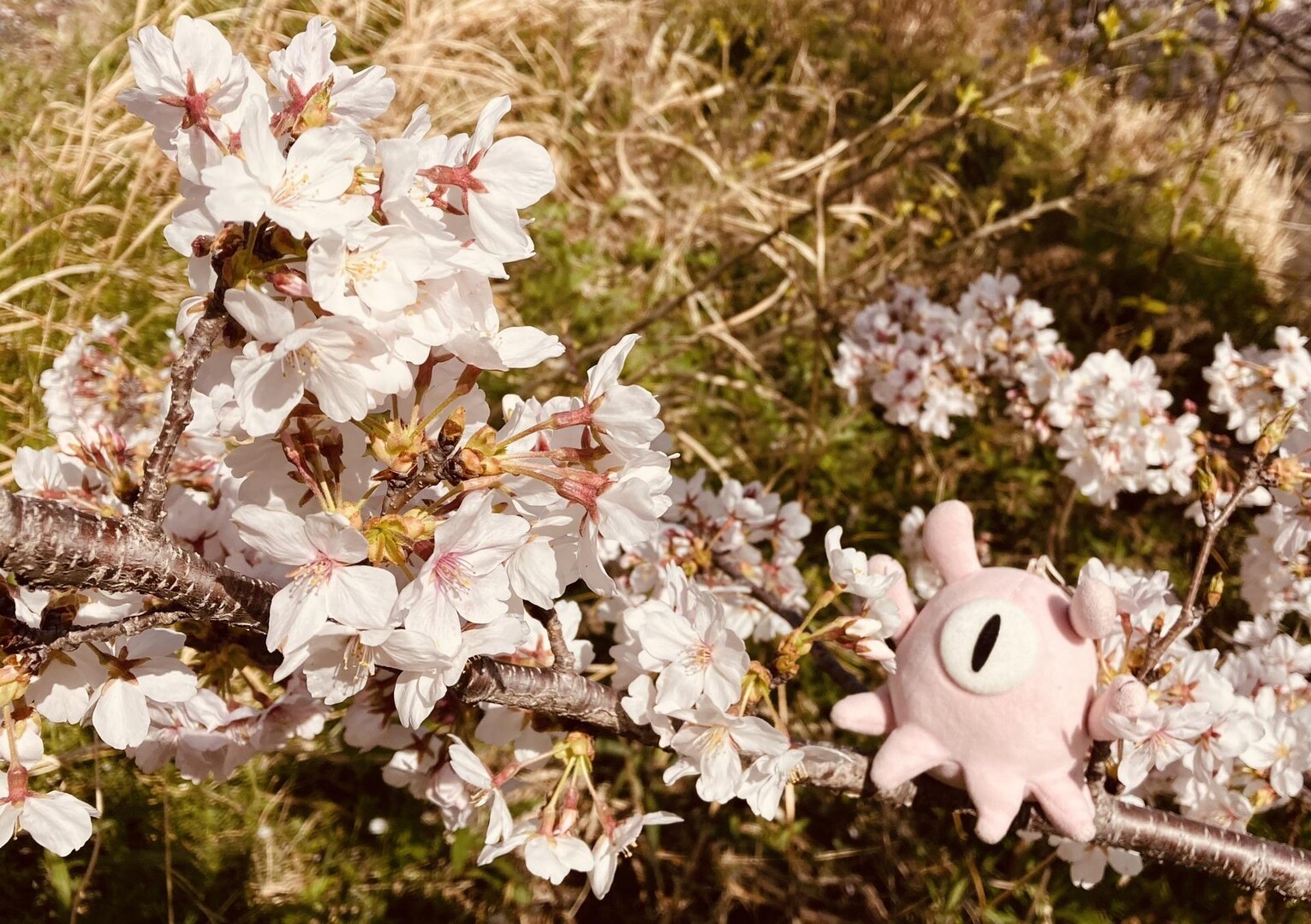 岐阜柳津境川右岸堤防 お花見DAYS4️⃣ / 福ちゃん さんのウォーキングの活動データ YAMAP / ヤマップ