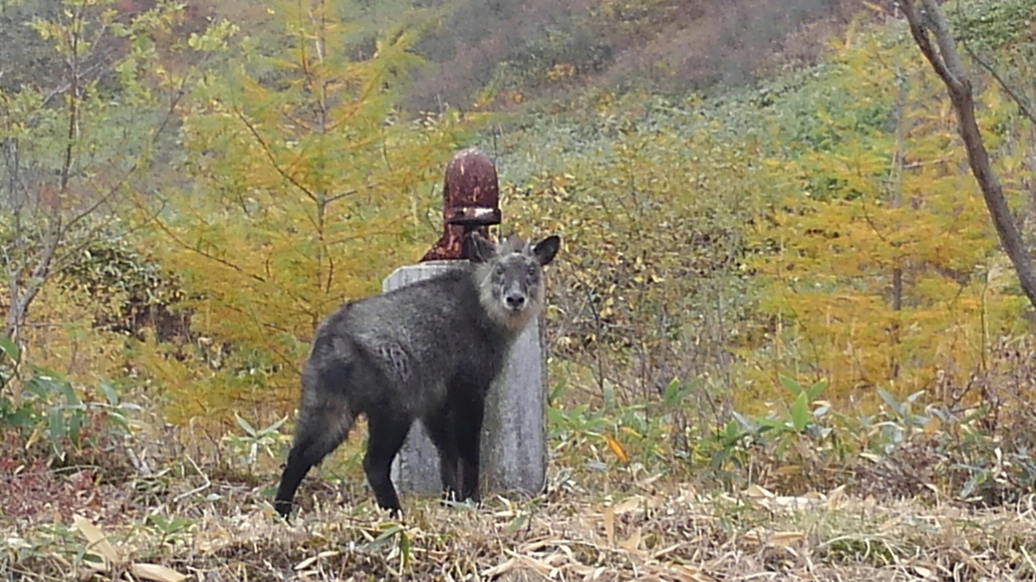 気配感じ横見たら 草津白根山 たけ 旧たこ さんの草津白根山 湯釜の活動日記 Yamap ヤマップ