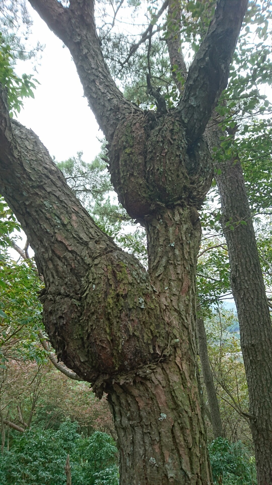 千ヶ峰 市原コース ヒマトキシさんの千ヶ峰の活動日記 Yamap ヤマップ