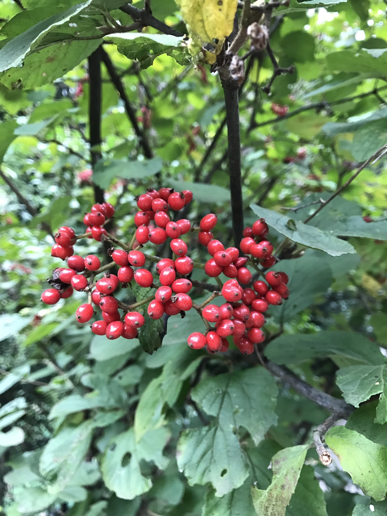 多摩境から小山内裏公園 上柚木公園へ ずおずおむさんの国分寺市の活動日記 Yamap ヤマップ