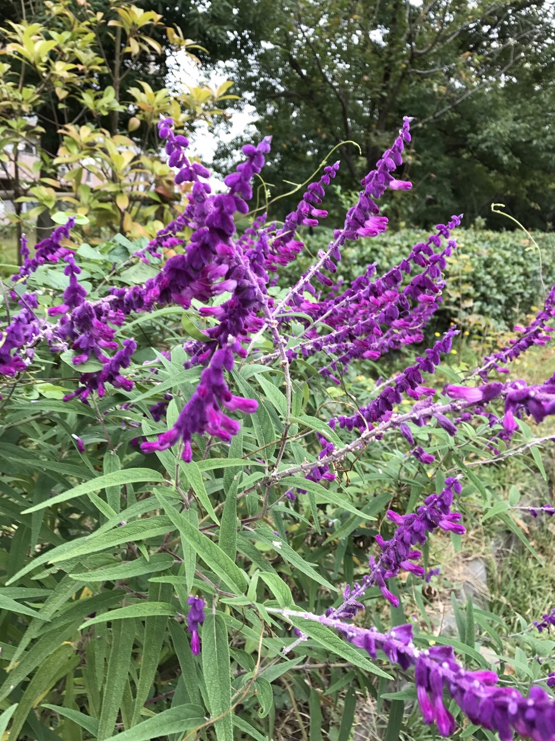 多摩境から小山内裏公園 上柚木公園へ 国分寺市の写真15枚目 アメジストセージの花 秋に咲く青紫色の綿 Yamap ヤマップ