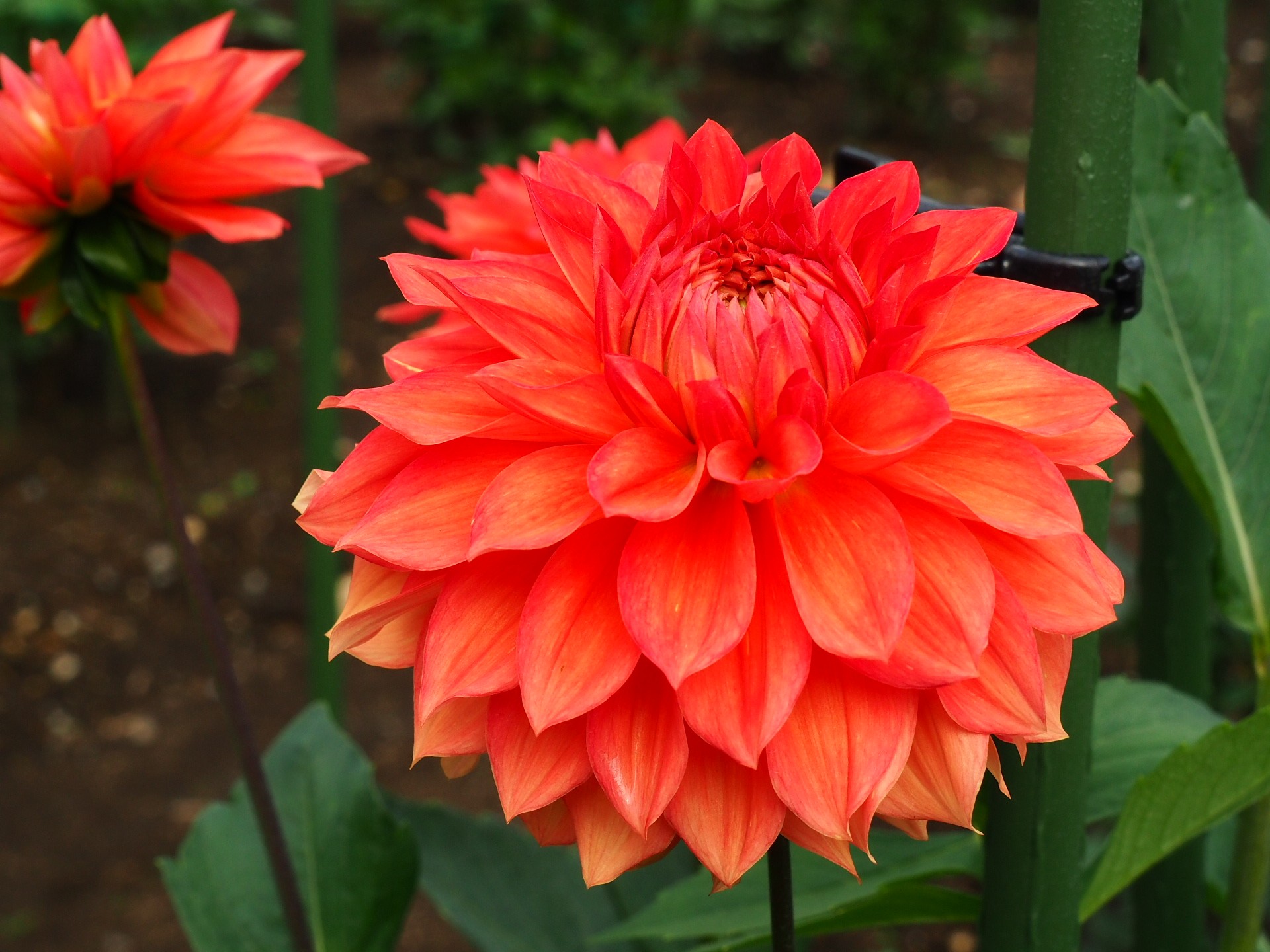 花いちもんめでダリア鑑賞 おーゆきさんの日光市の活動データ Yamap ヤマップ