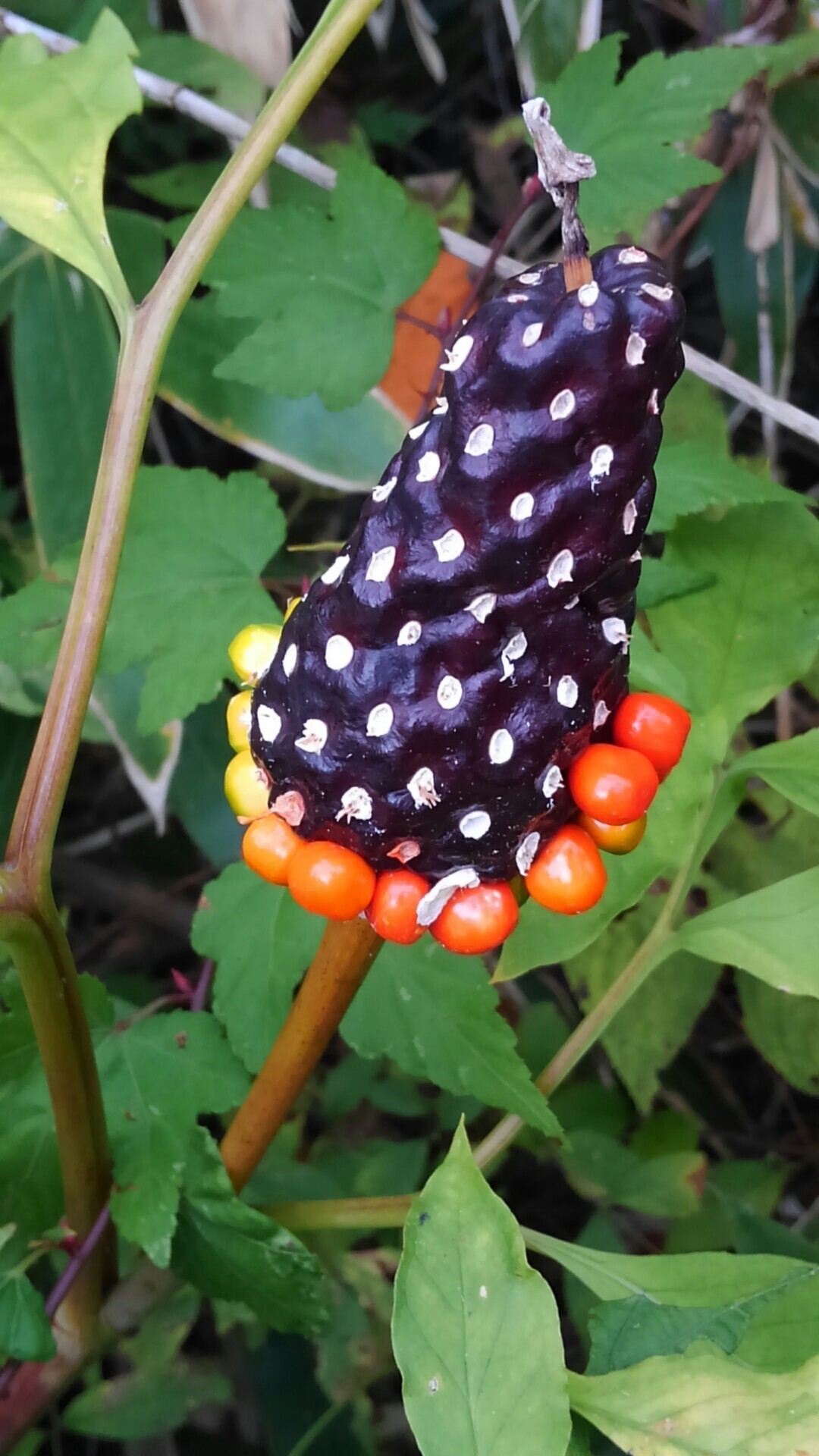 愛知県最高峰f 茶臼山と曽爾高原のキワーノフルーツその後 こっこさんの天狗棚 10高地 天狗ノ奥山 碁盤石山の活動データ Yamap ヤマップ