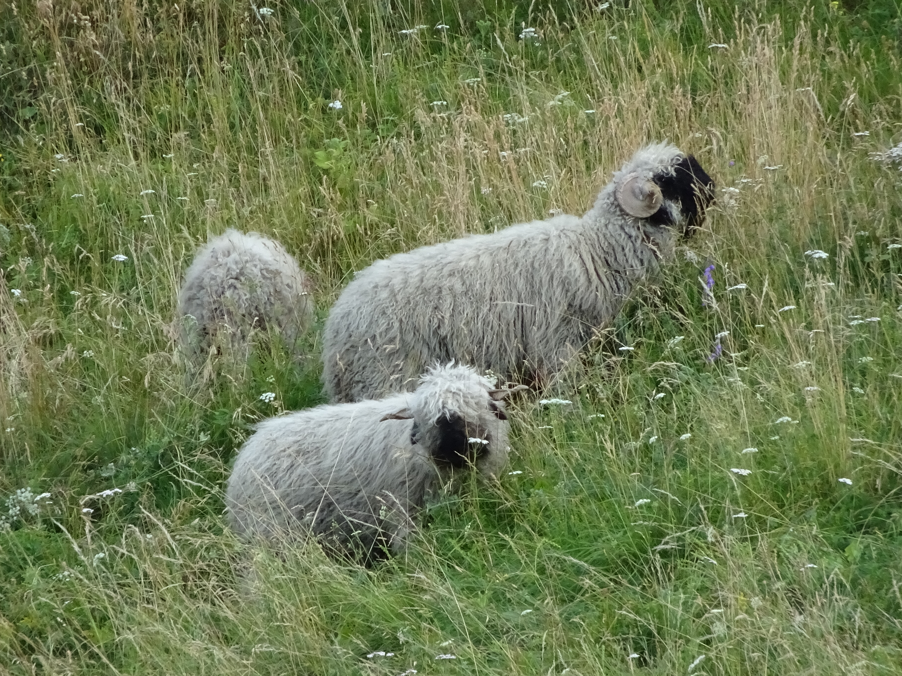 スイスアルプストレッキング16 雪まろげさんのザースフェーの活動日記 Yamap ヤマップ