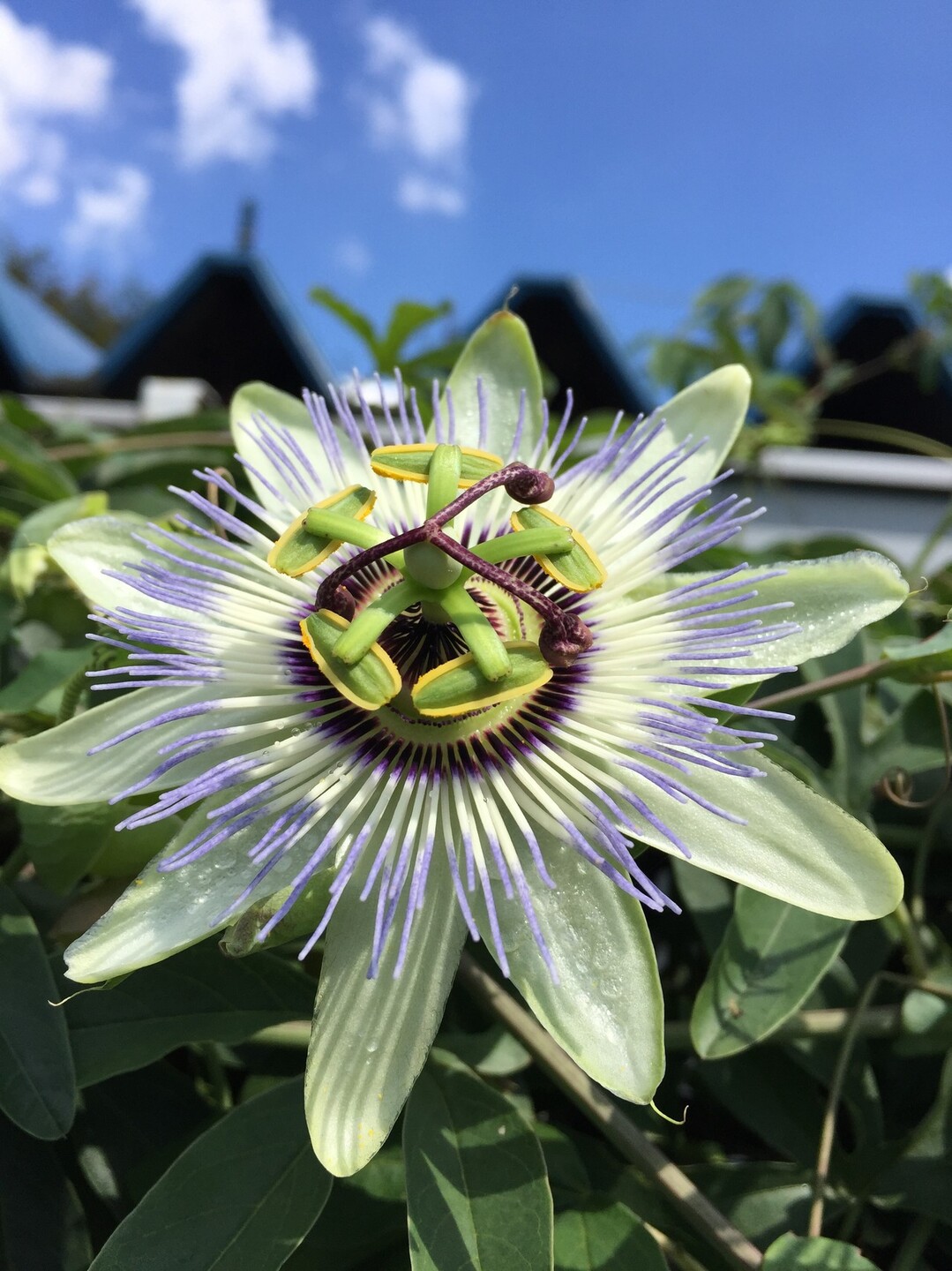 山レポではありません 花レポ9月編 リンダさんの東京都23区 西エリアの活動日記 Yamap ヤマップ