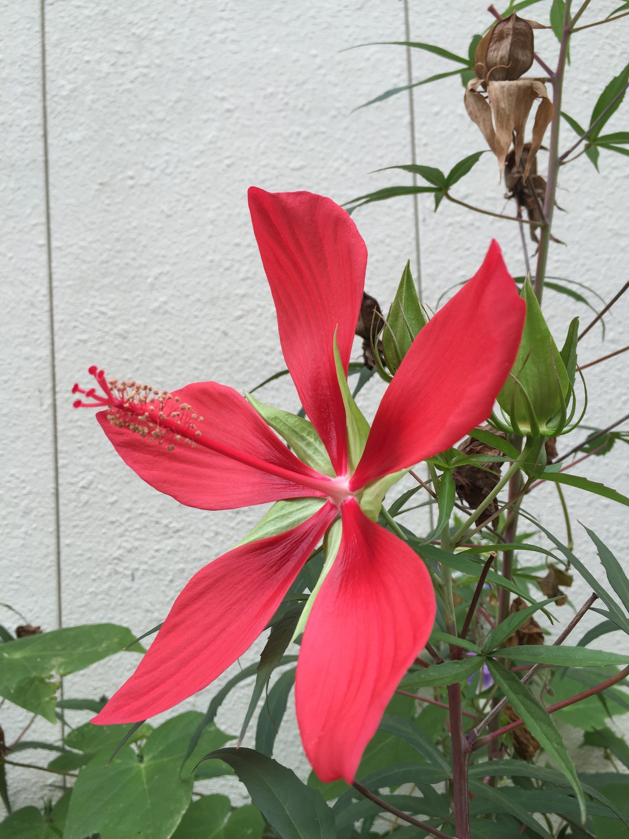 山レポではありません 花レポ9月編 リンダさんの東京都23区 西エリアの活動日記 Yamap ヤマップ
