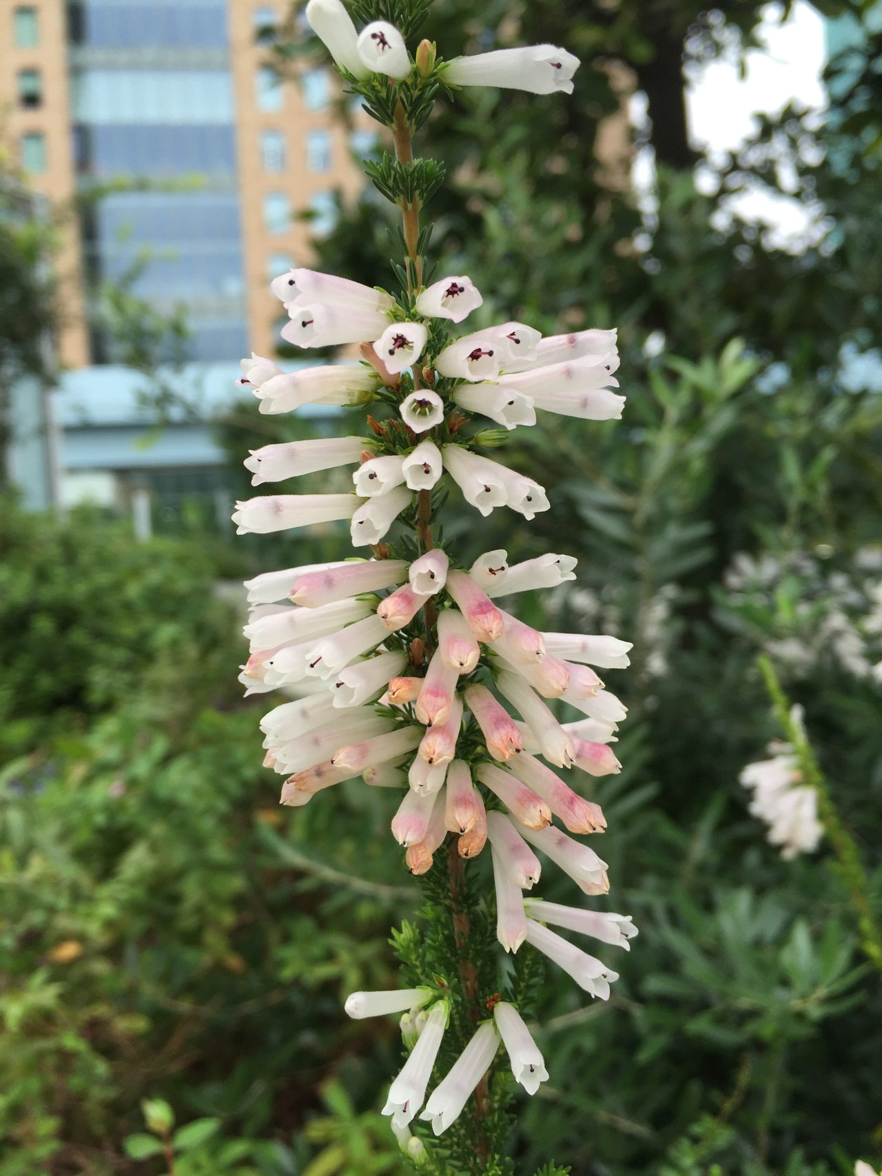 山レポではありません 花レポ9月編 リンダさんの東京都23区 西エリアの活動日記 Yamap ヤマップ