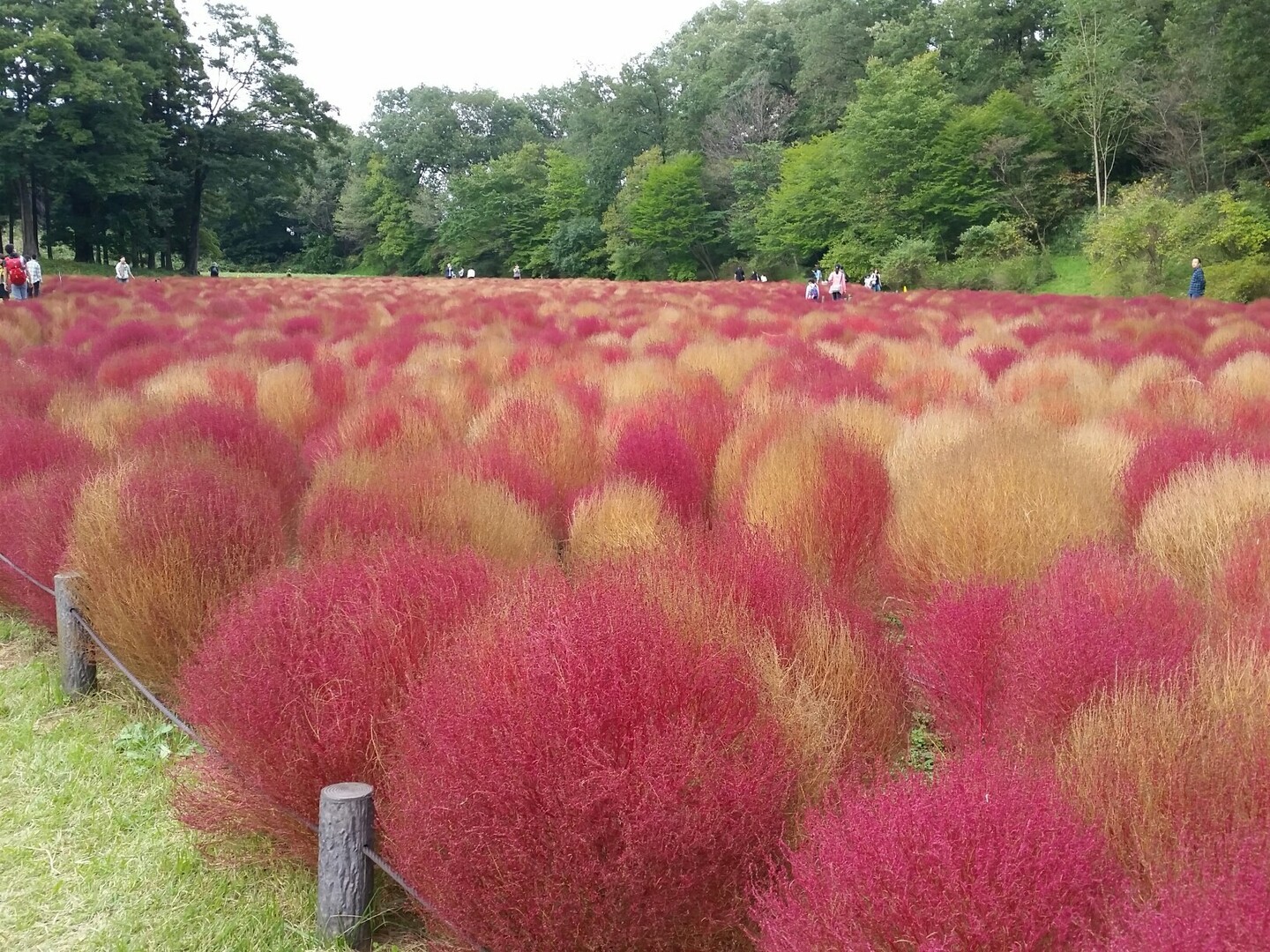 森林公園 コキアとソバの花 熊谷市の写真1枚目 写真で見るとcg見たいです Yamap ヤマップ