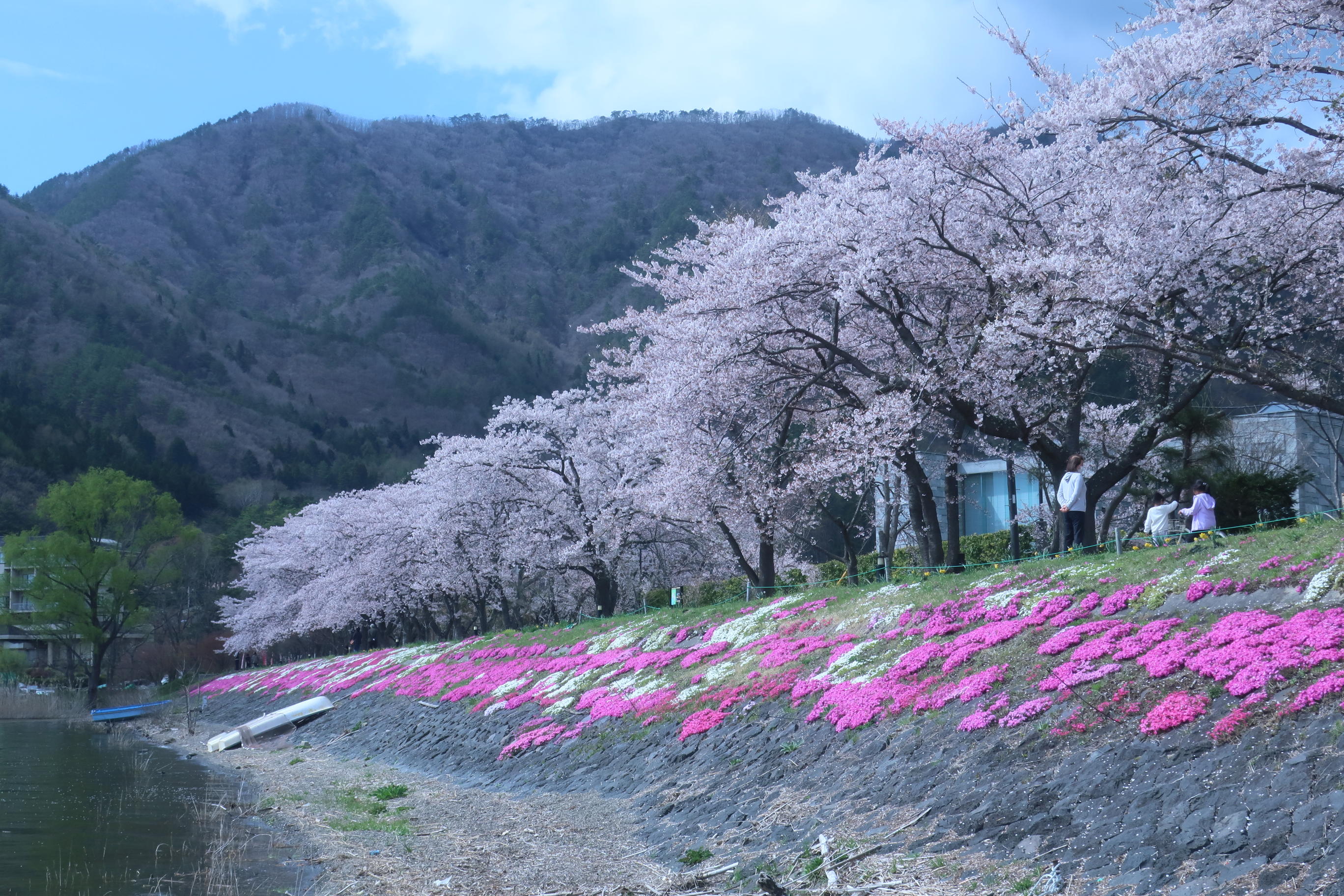 パノラマ台 山中湖 河口湖からの富士山 桜も見納め 金子和広さんの三ッ峠山 本社ヶ丸 鶴ヶ鳥屋山の活動日記 Yamap ヤマップ
