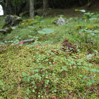 苔が美しい