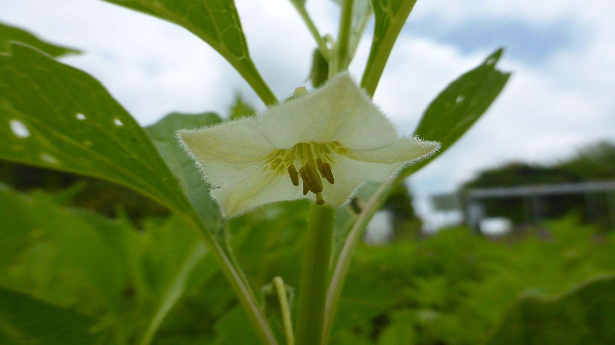 やっと開園 東京都薬用植物園 れおまるさんのウォーキングの活動日記 Yamap ヤマップ