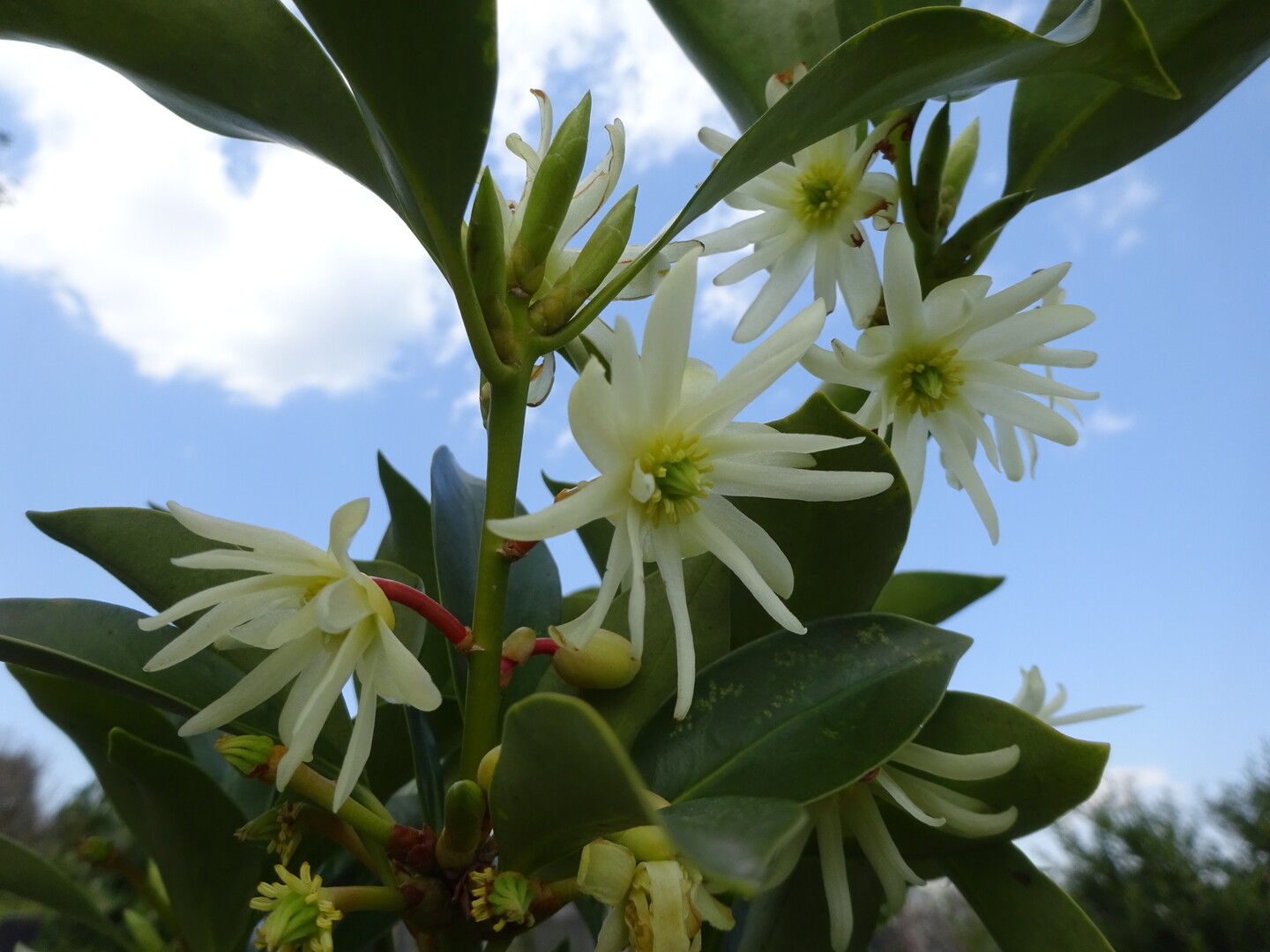 花見 川崎緑ヶ丘霊園へ ずおずおむさんの国分寺市の活動日記 Yamap ヤマップ