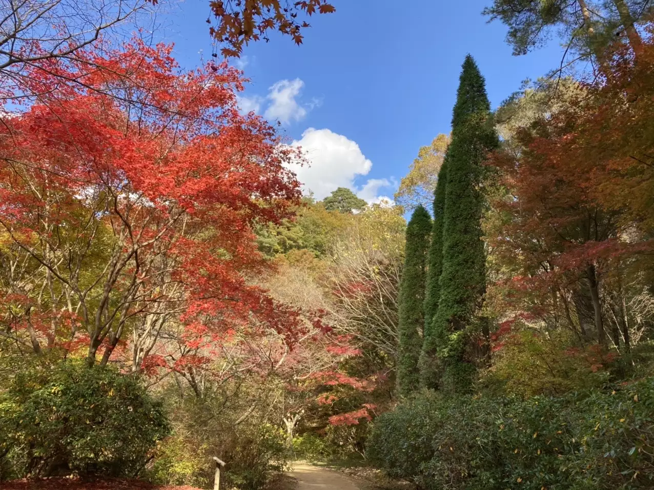 神戸市立森林植物園 掬星台 布引ハーブ園 Maruchanさんの六甲山 長峰山 摩耶山の活動データ Yamap ヤマップ