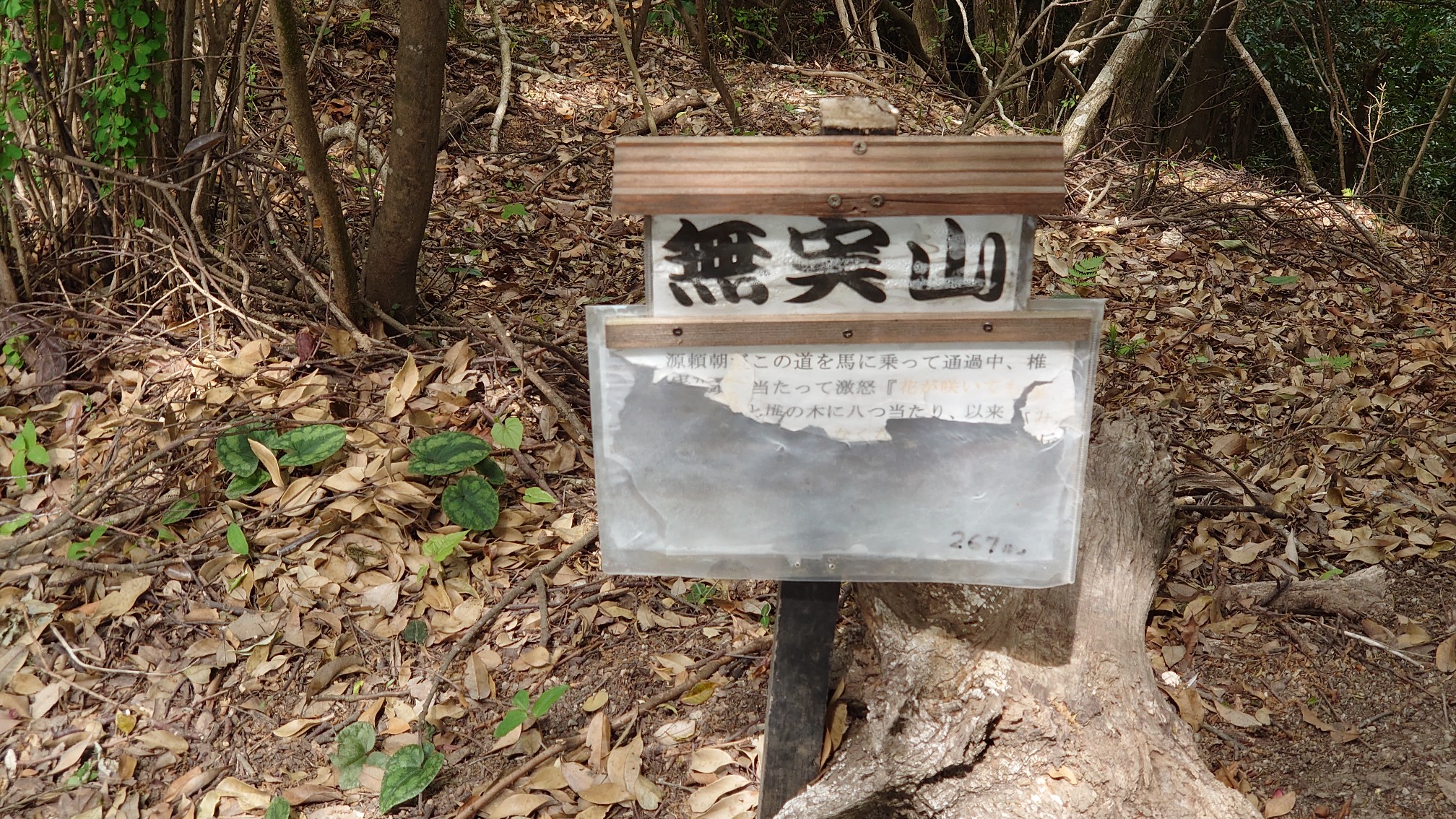 房州アルプス 嵯峨山 鎌倉古道 21 4 25 かーろすさんの房州アルプスの活動日記 Yamap ヤマップ