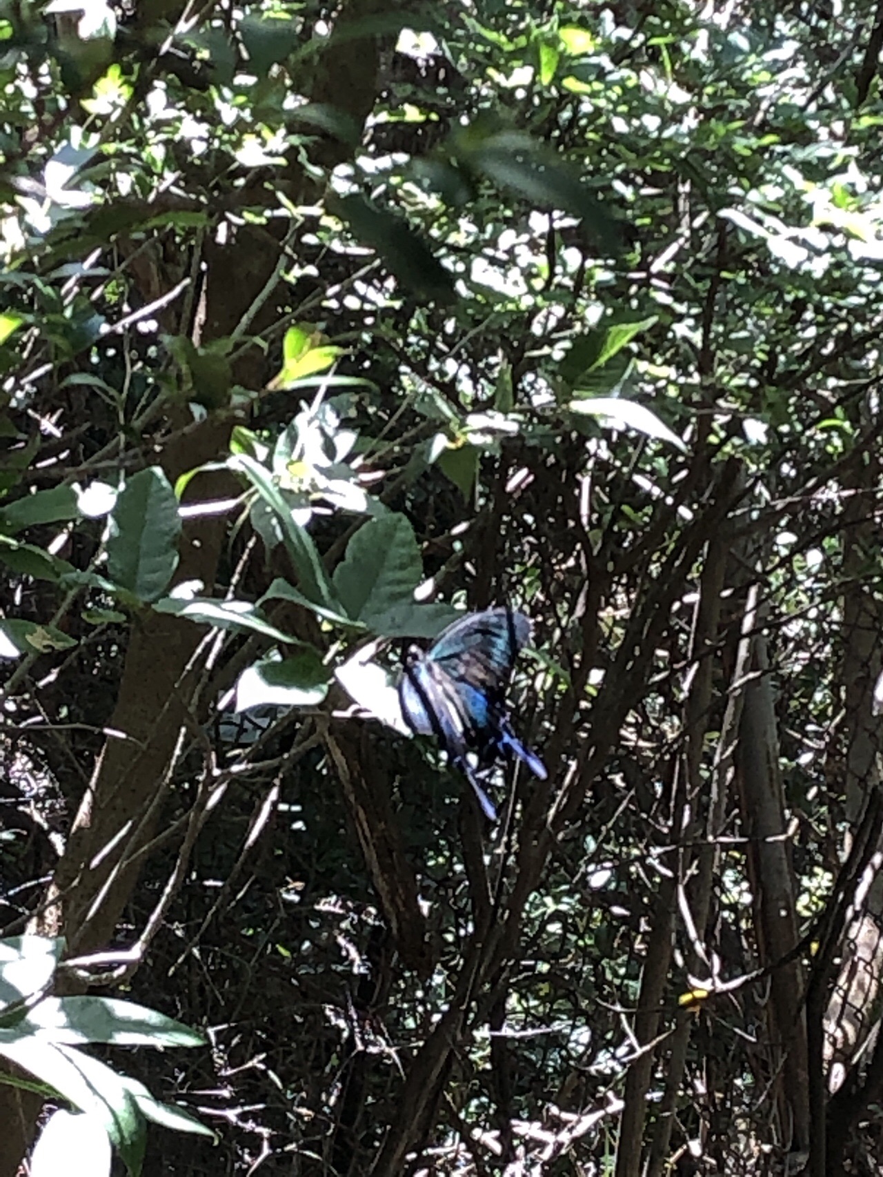 初の自転車デポして矢筈山から足立山 小文字山縦走 ゆ さんの足立山 戸ノ上山の活動日記 Yamap ヤマップ