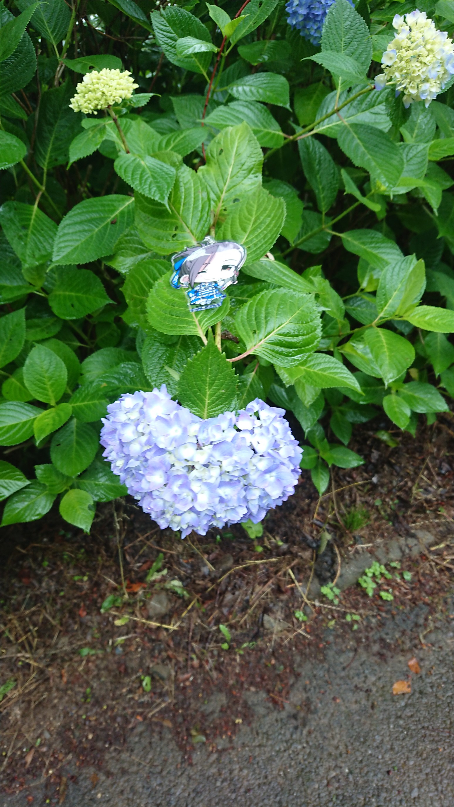 宙から降り注ぐ雨は音符 あめにうたおう ハートの紫陽花を探せ オタpさんの生駒山 神津嶽 大原山の活動データ Yamap ヤマップ