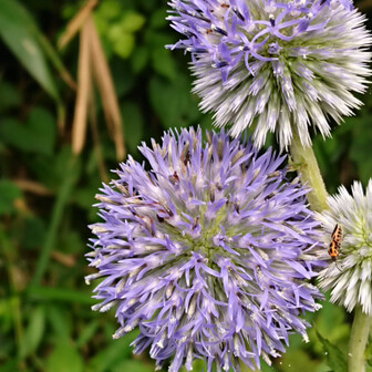 それあいさくらこ