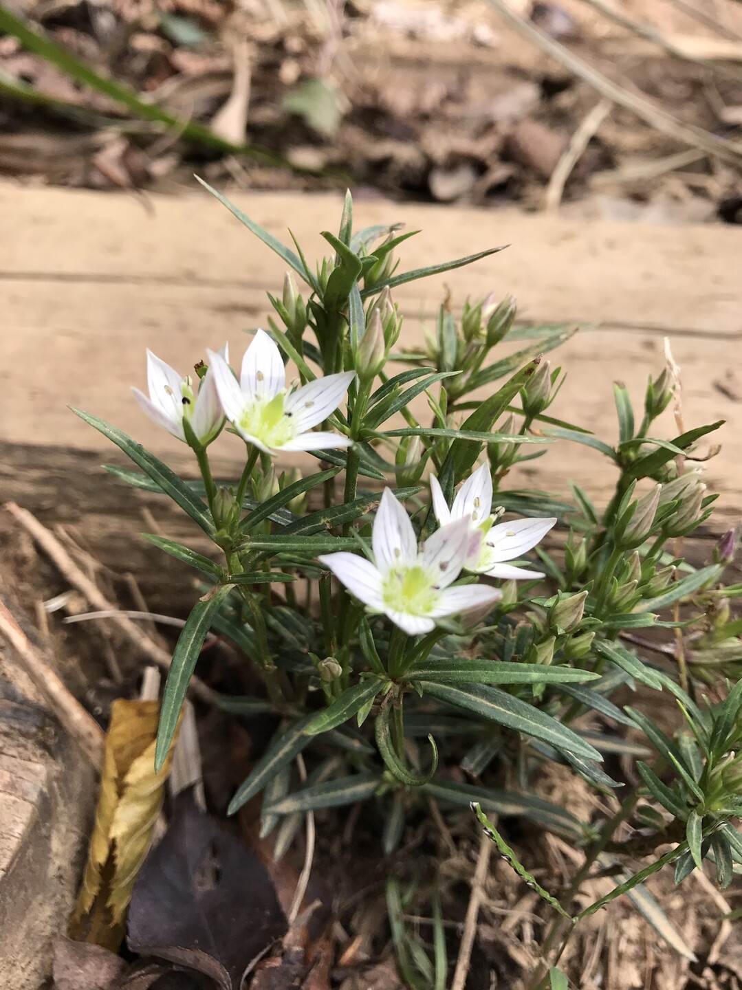 またまた高尾山から城山 日影沢へ 高尾山 陣馬山 景信山の写真7枚目 センブリの花 葉は細い 白い花は5裂して Yamap ヤマップ