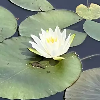 武蔵寺の池に咲く水蓮😍