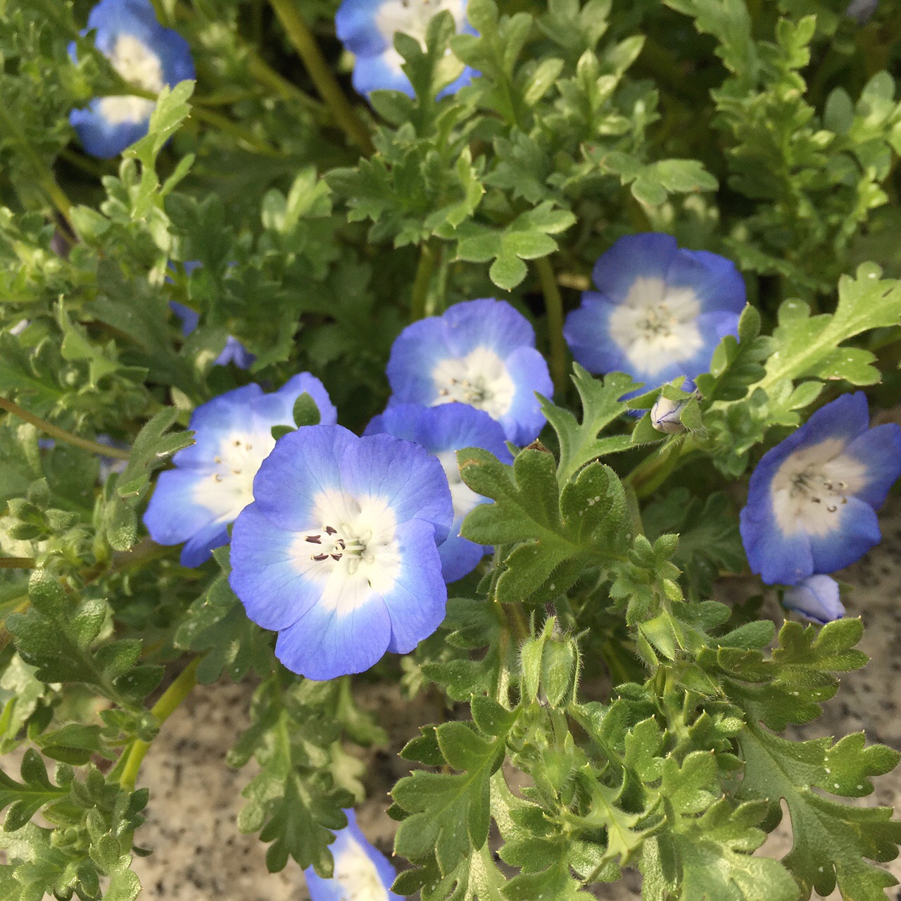 サイクリングに伴走ならぬ伴歩 多摩センター のりのり さんの多摩市の活動日記 Yamap ヤマップ