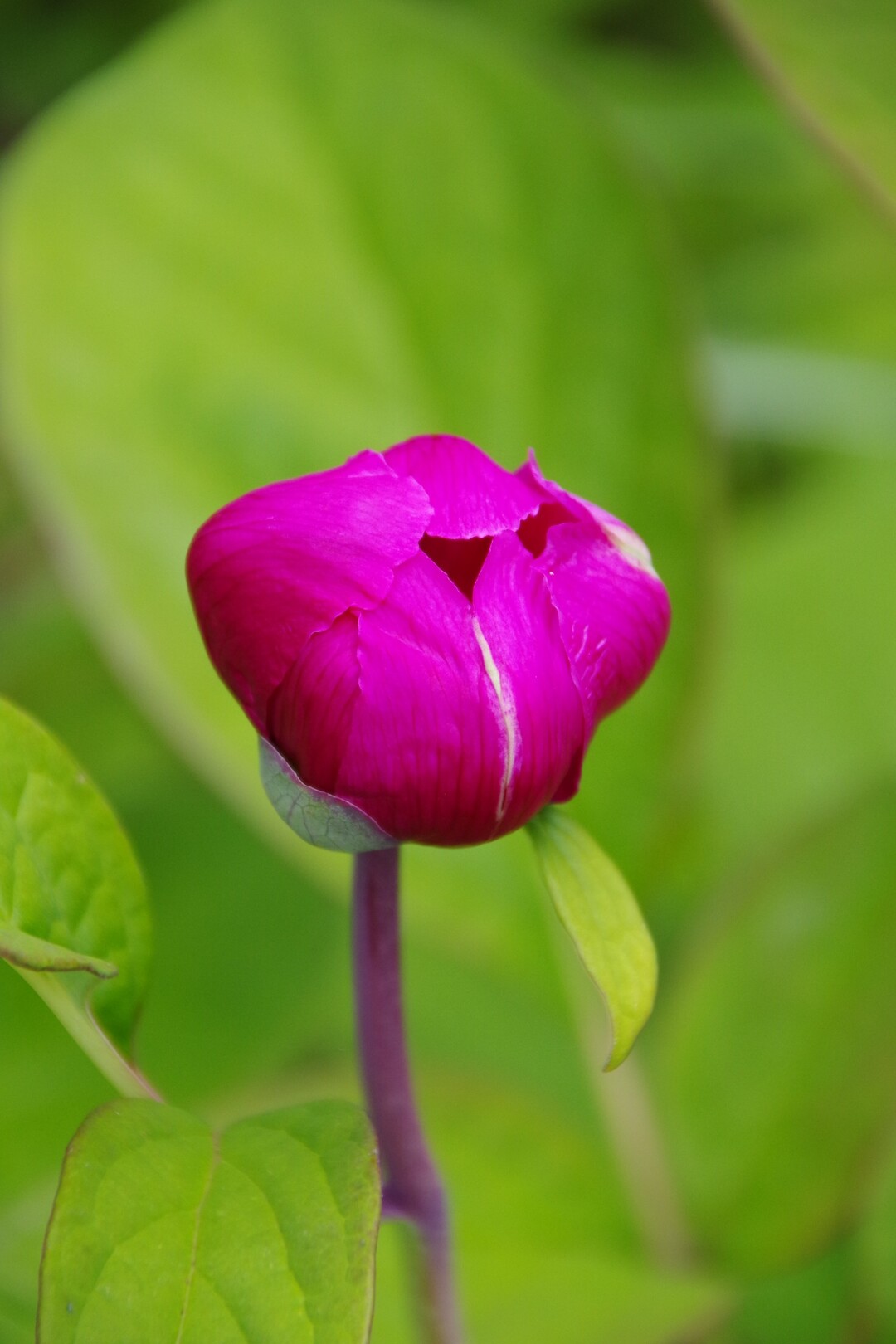 猟師山 日本一 花の森 宝満love さんの涌蓋山 猟師山の活動日記 Yamap ヤマップ