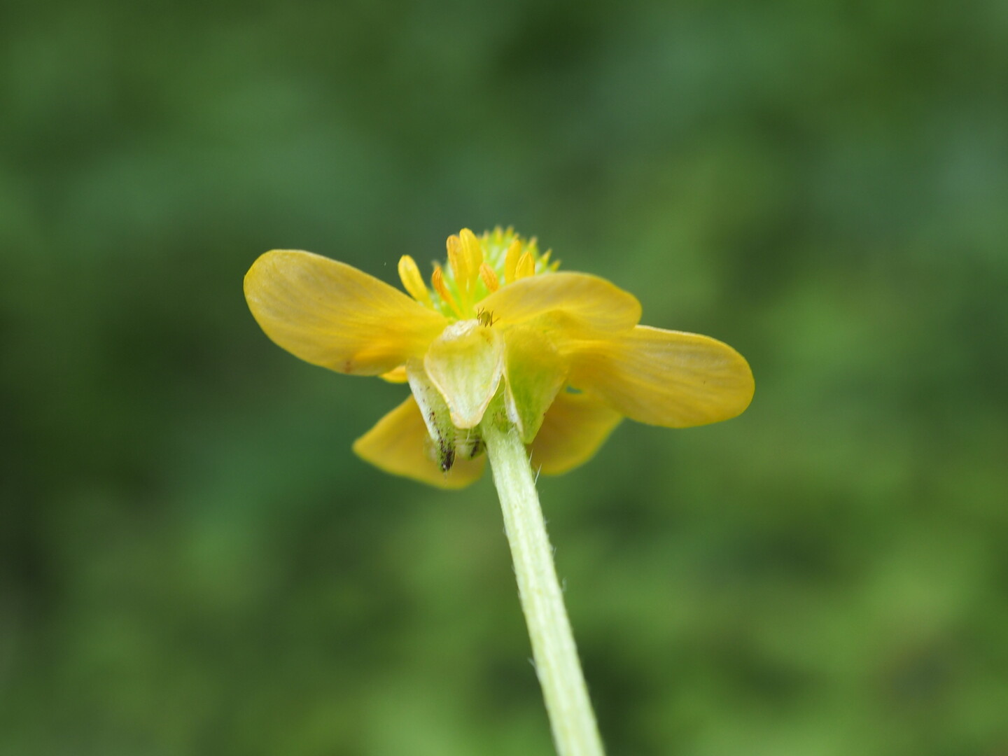 明星白金花歩き うらさんのハイキングの活動日記 Yamap ヤマップ