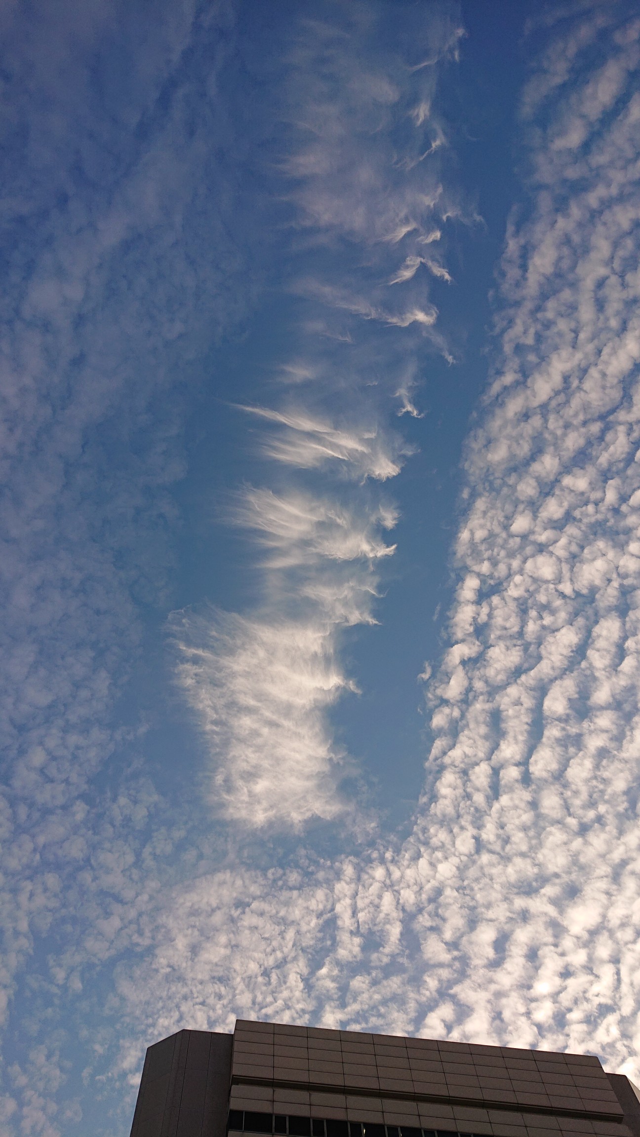 週始めの月曜日 空一杯のいわし雲 巻積雲 Roppai23さんのモーメント Yamap ヤマップ