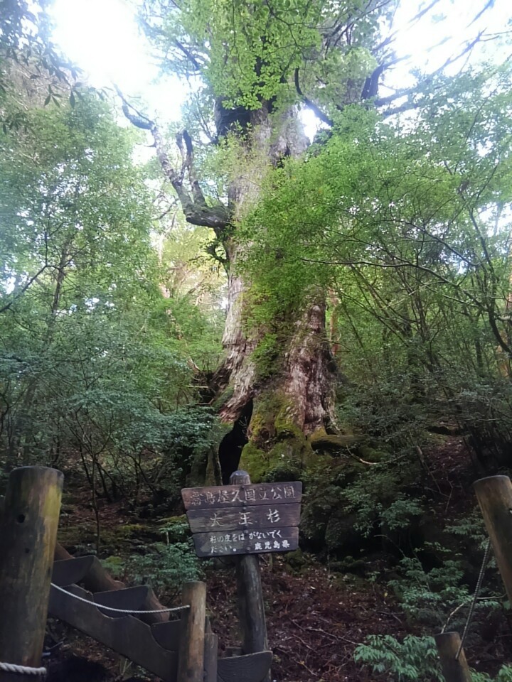 縄文杉 モエレ沼山さんの屋久島 宮之浦岳の活動日記 Yamap ヤマップ