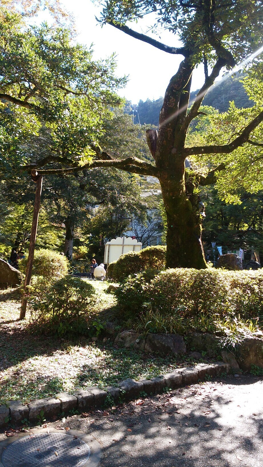 金華山 どんぐり拾い コナベさんの金華山 岐阜県 洞山 舟伏山の活動日記 Yamap ヤマップ