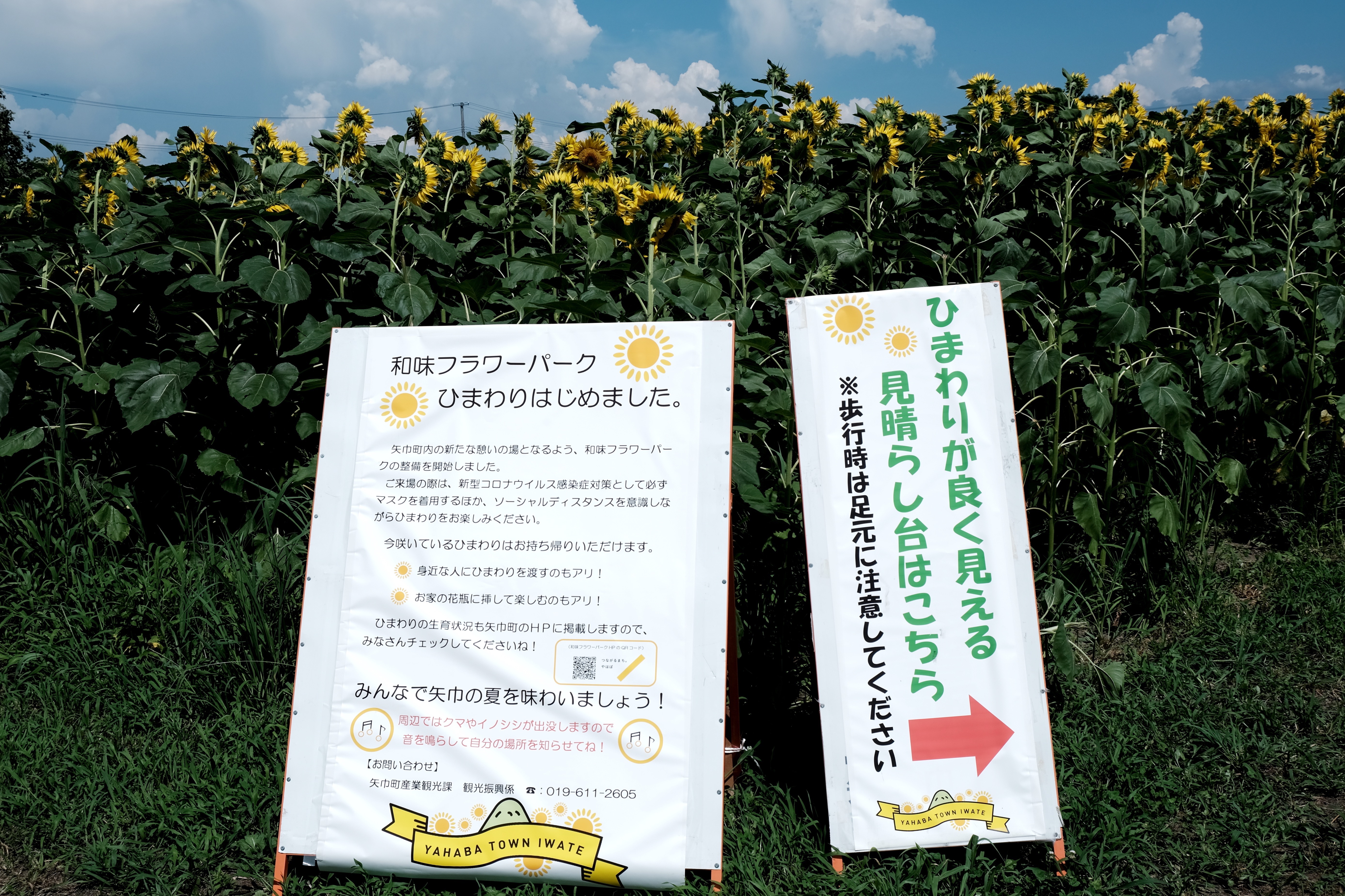 矢巾町 和味フラワーパークの ひまわり 呑気なおじーちゃんさんの観光の活動日記 Yamap ヤマップ