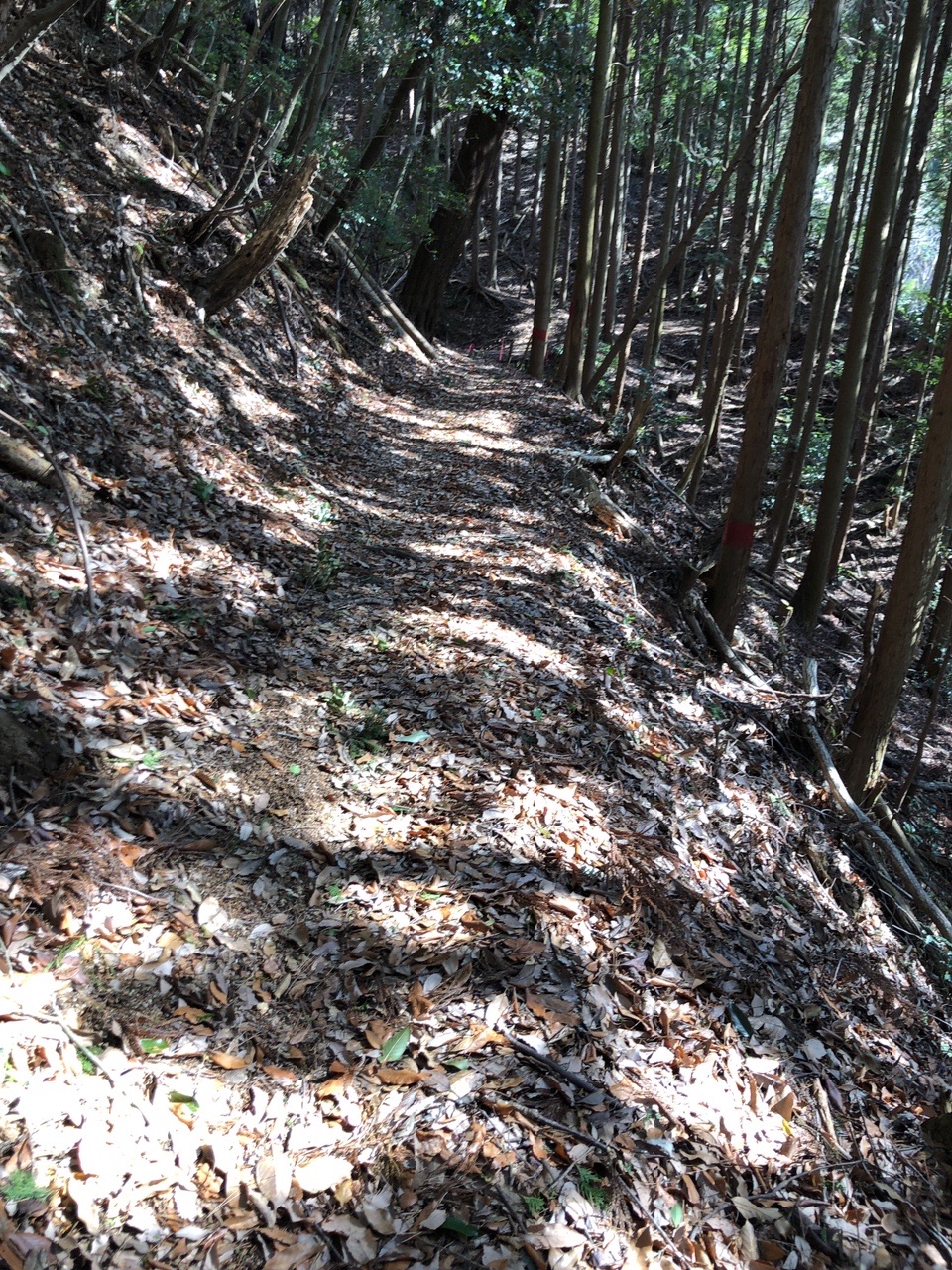 高取山 歩きやすい道です。
