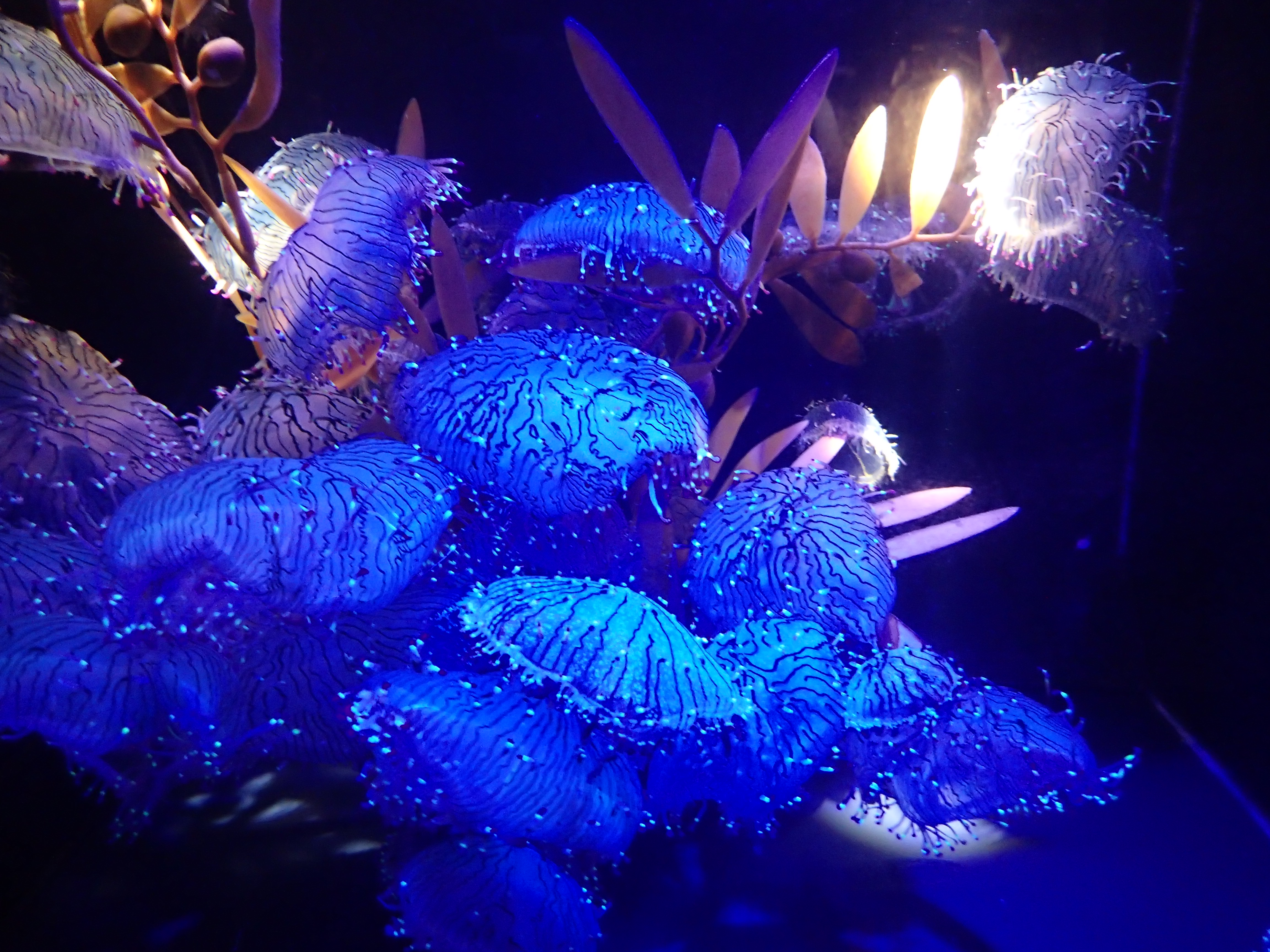 出羽三山三座目の羽黒山とクラゲ三昧 19 08 16 秀とろさんの羽黒山の活動日記 Yamap ヤマップ