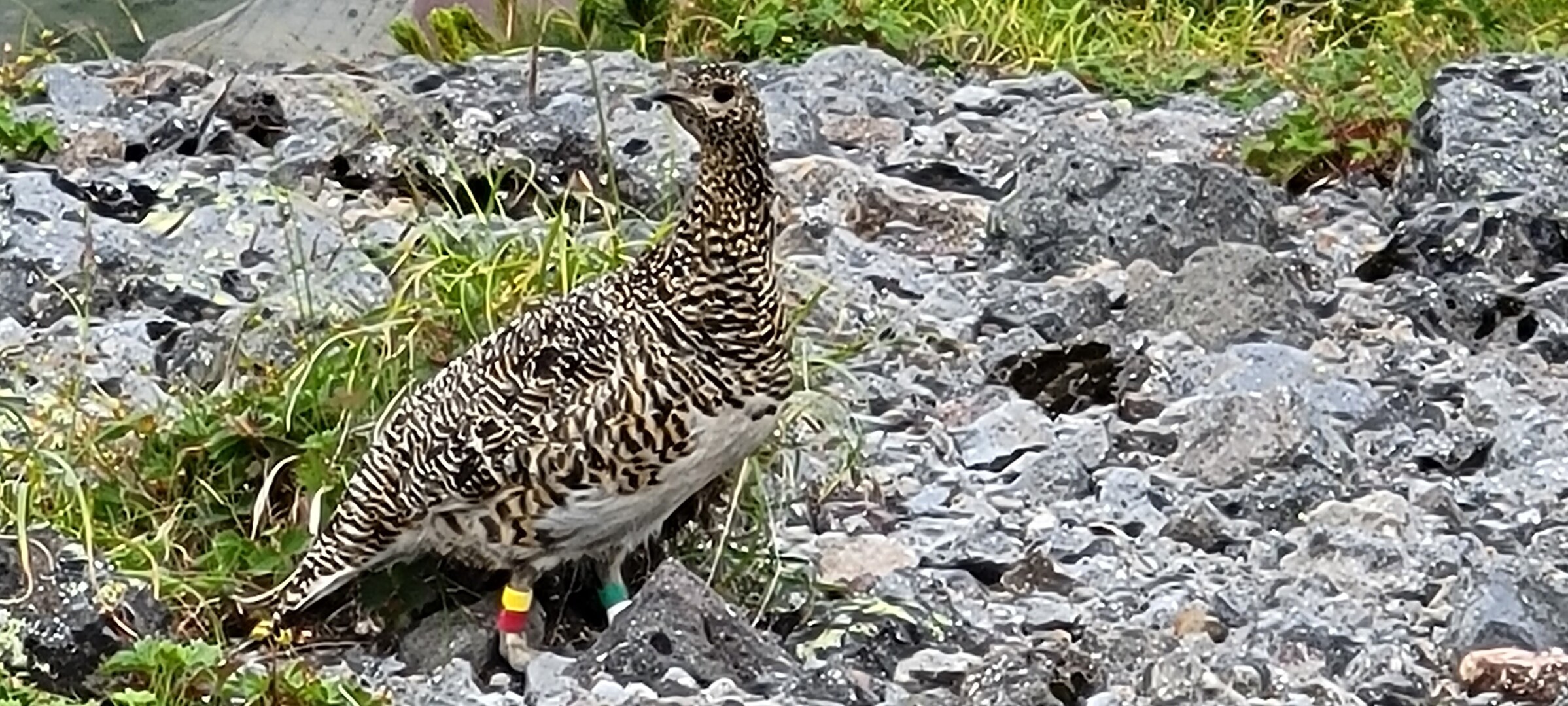 そうだ 乗鞍岳に行こう 乗鞍岳の写真136枚目 Yamap ヤマップ