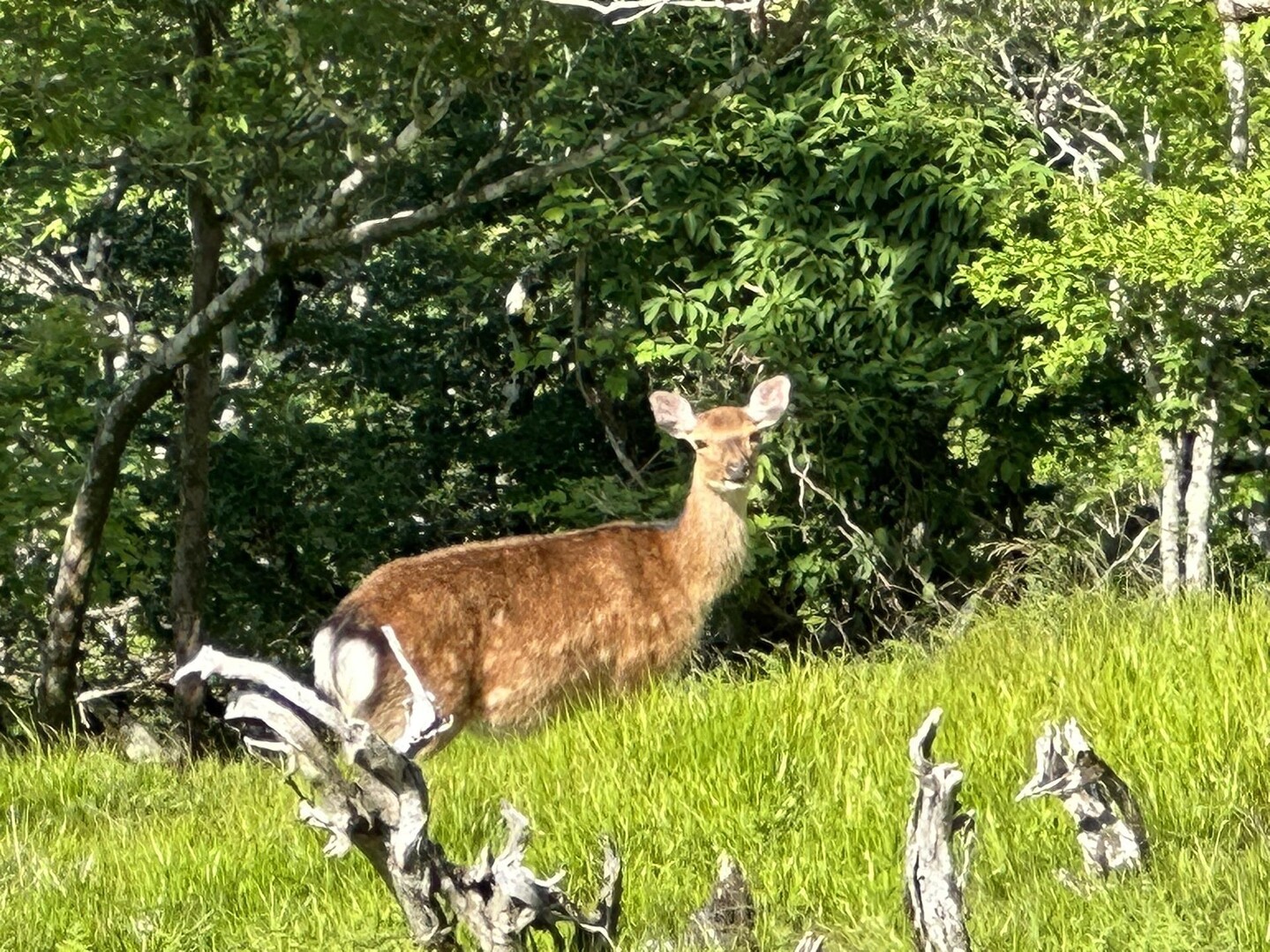 白鳥山・時雨岳