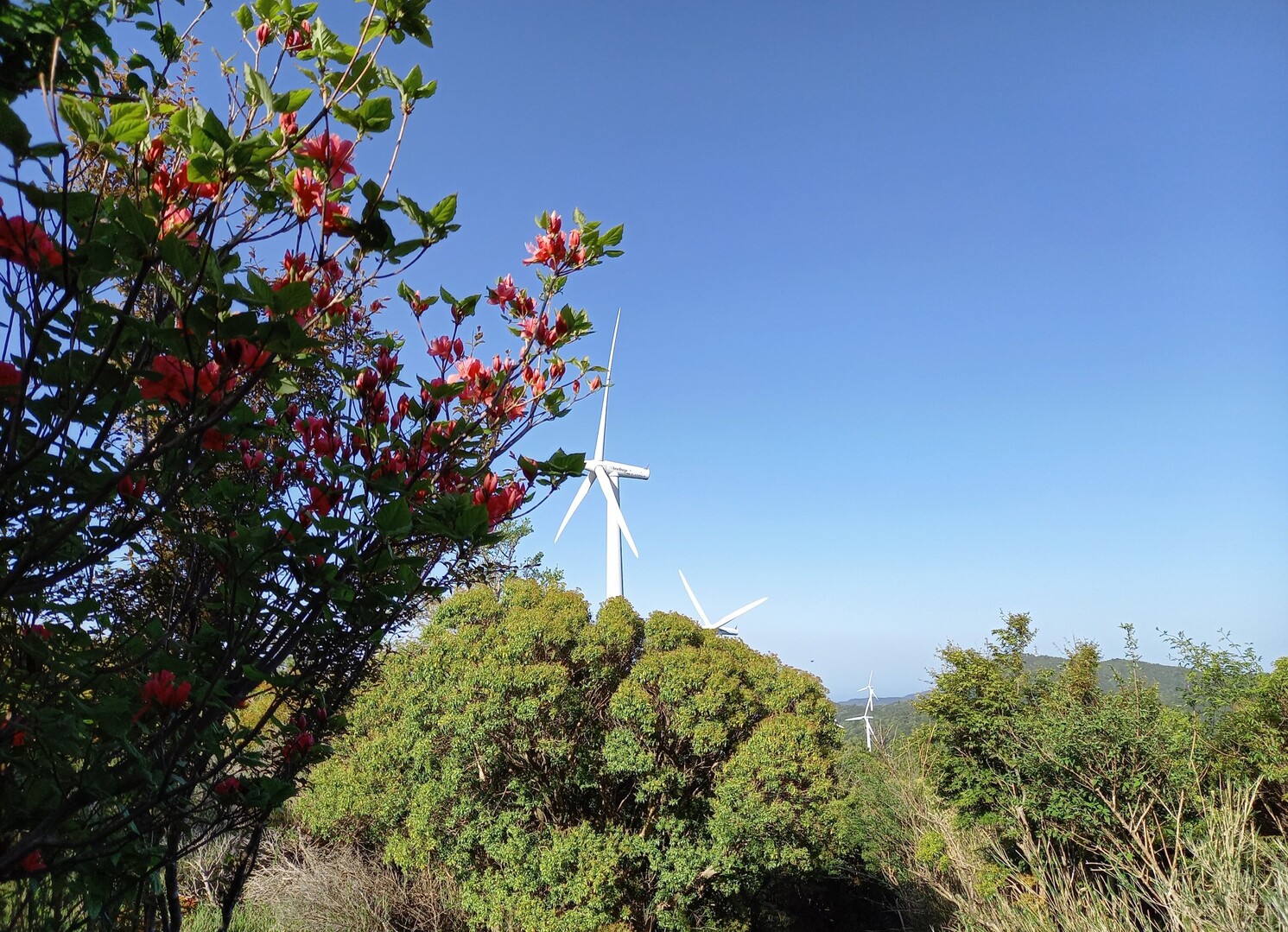 大川原高原を歩いてきました。ぱっと目を引... / 山hanaさんのモーメント YAMAP / ヤマップ