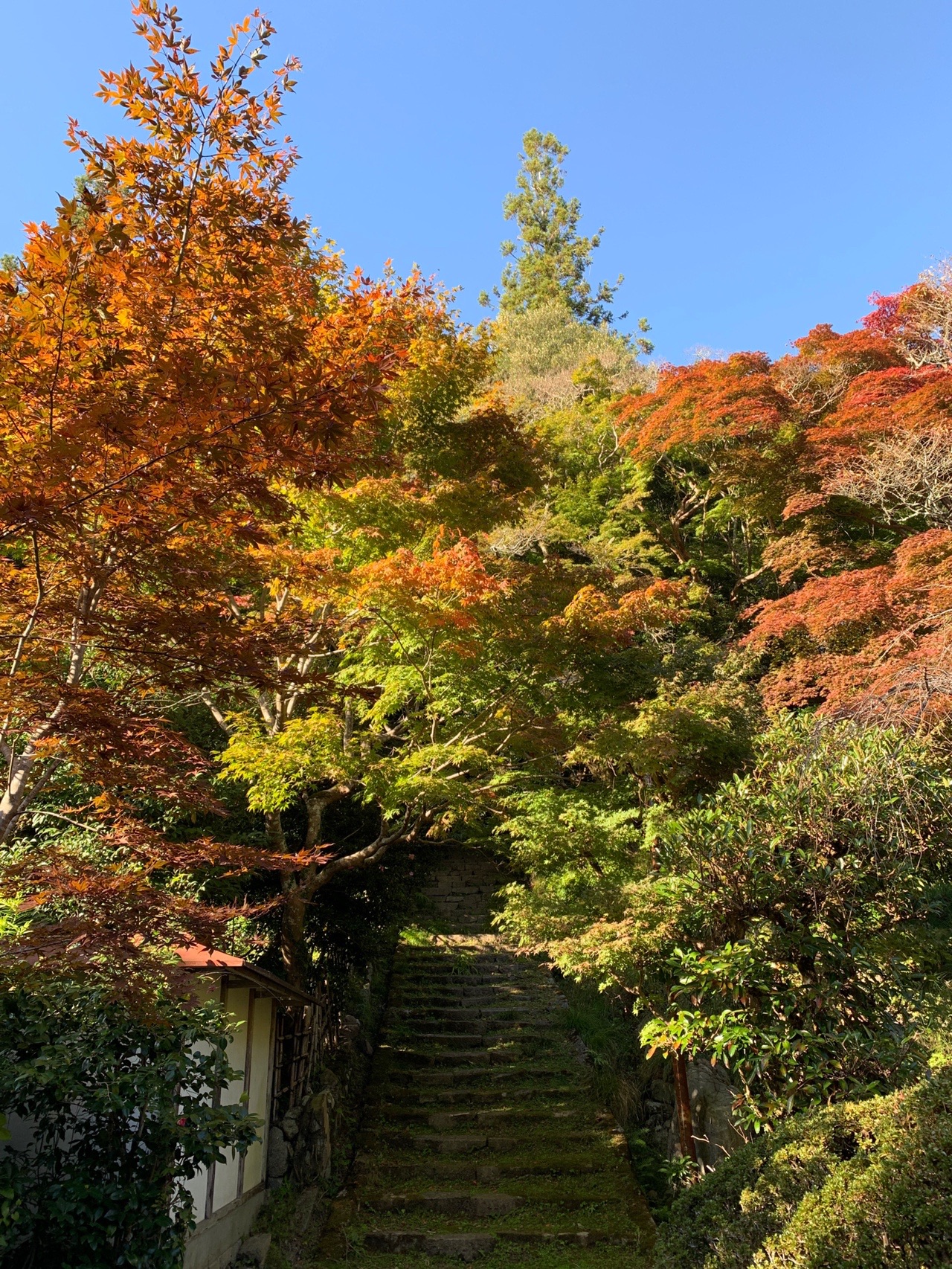 小塩山 金蔵寺の紅葉パトロール きじろーさんのポンポン山 京都府 釈迦岳 小塩山 若山の活動データ Yamap ヤマップ