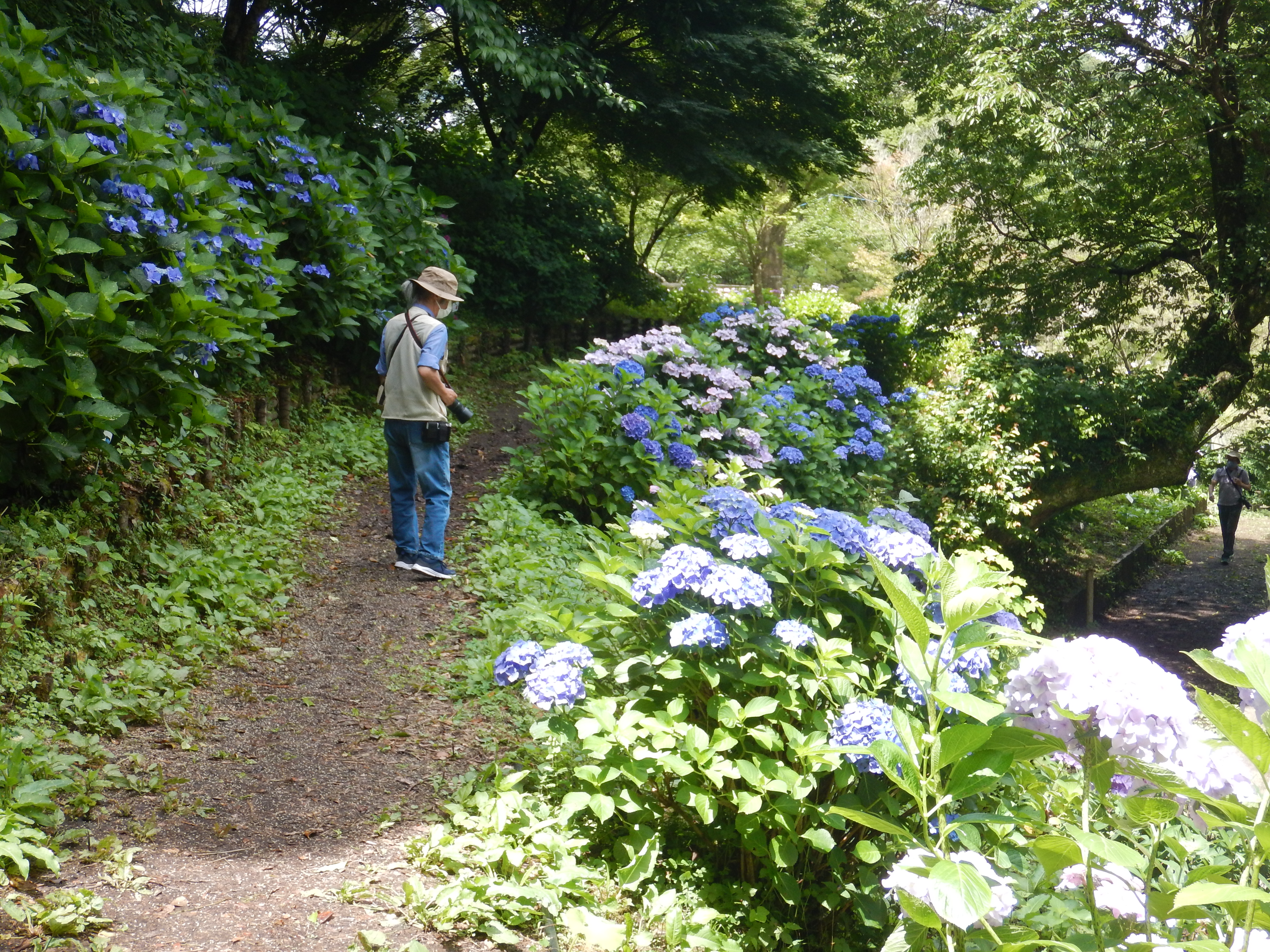 紀の川サイクリングロードを往復し 和歌山県植物公園 緑花センター の満開のアジサイ園を散策 なかむらさんの和歌山市の活動データ Yamap ヤマップ