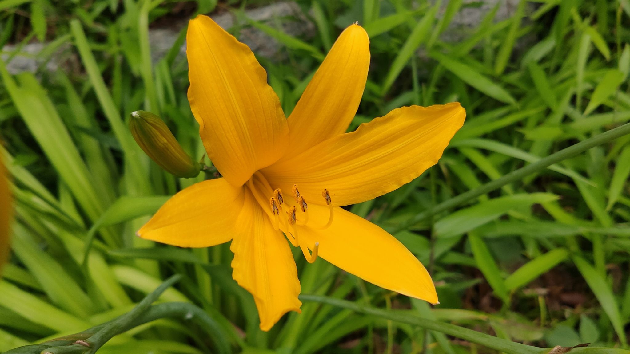 ムサシノキスゲ 浅間山公園 れおまるさんのウォーキングの活動データ Yamap ヤマップ